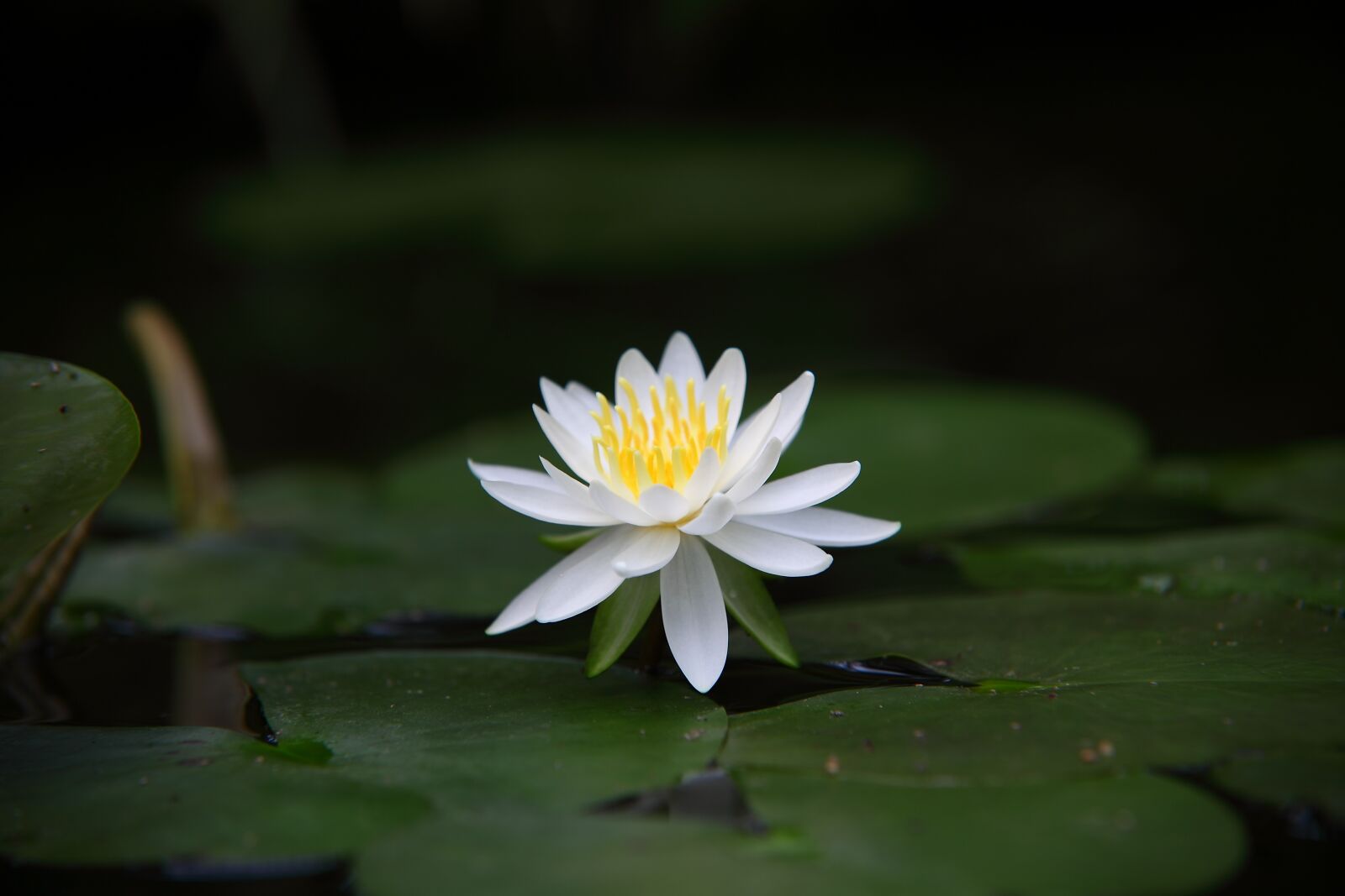 Canon EOS 5D Mark II sample photo. Plants, flowers, nature photography