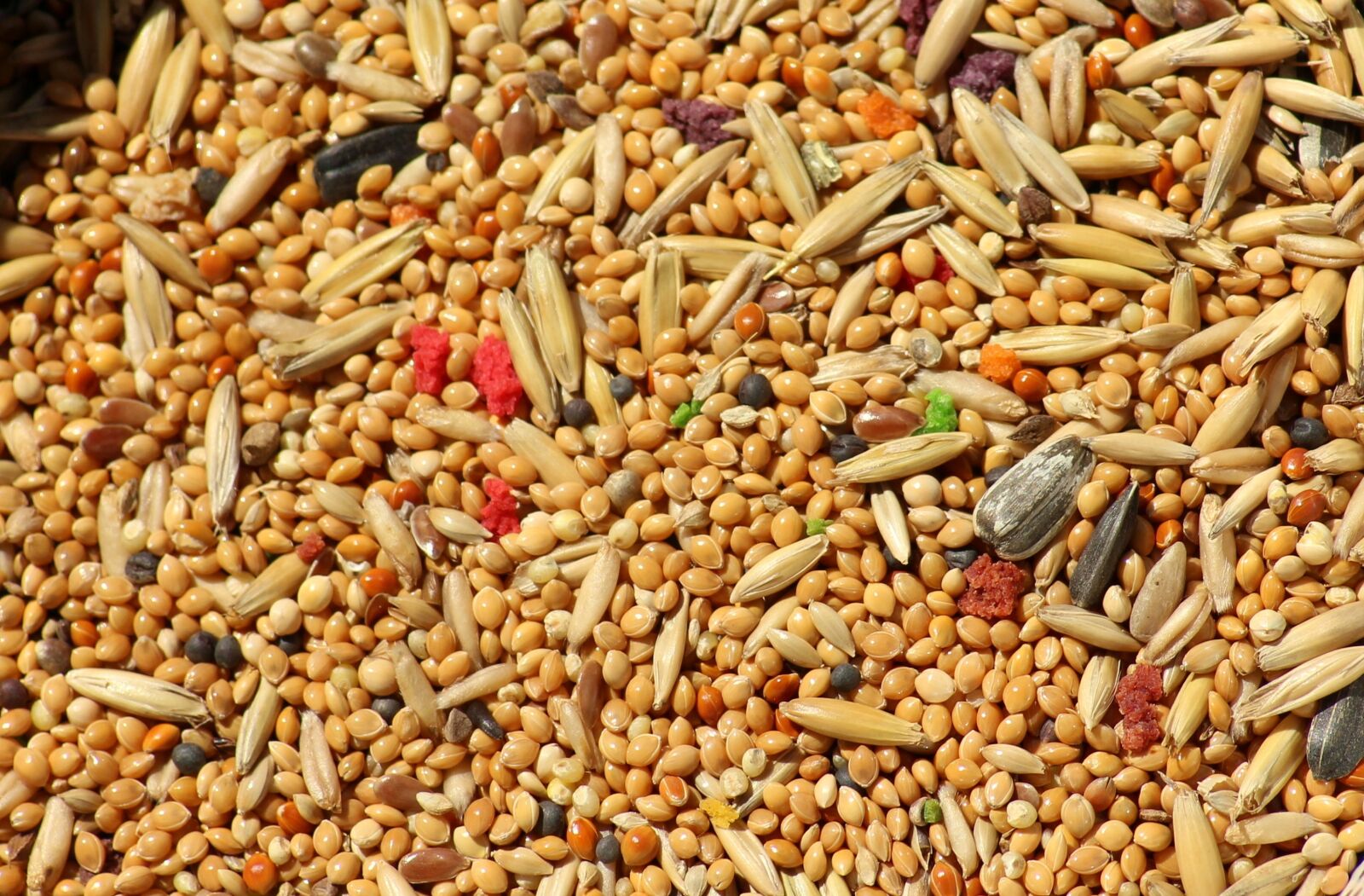 Canon EOS 1200D (EOS Rebel T5 / EOS Kiss X70 / EOS Hi) sample photo. Grains, corn, millet photography