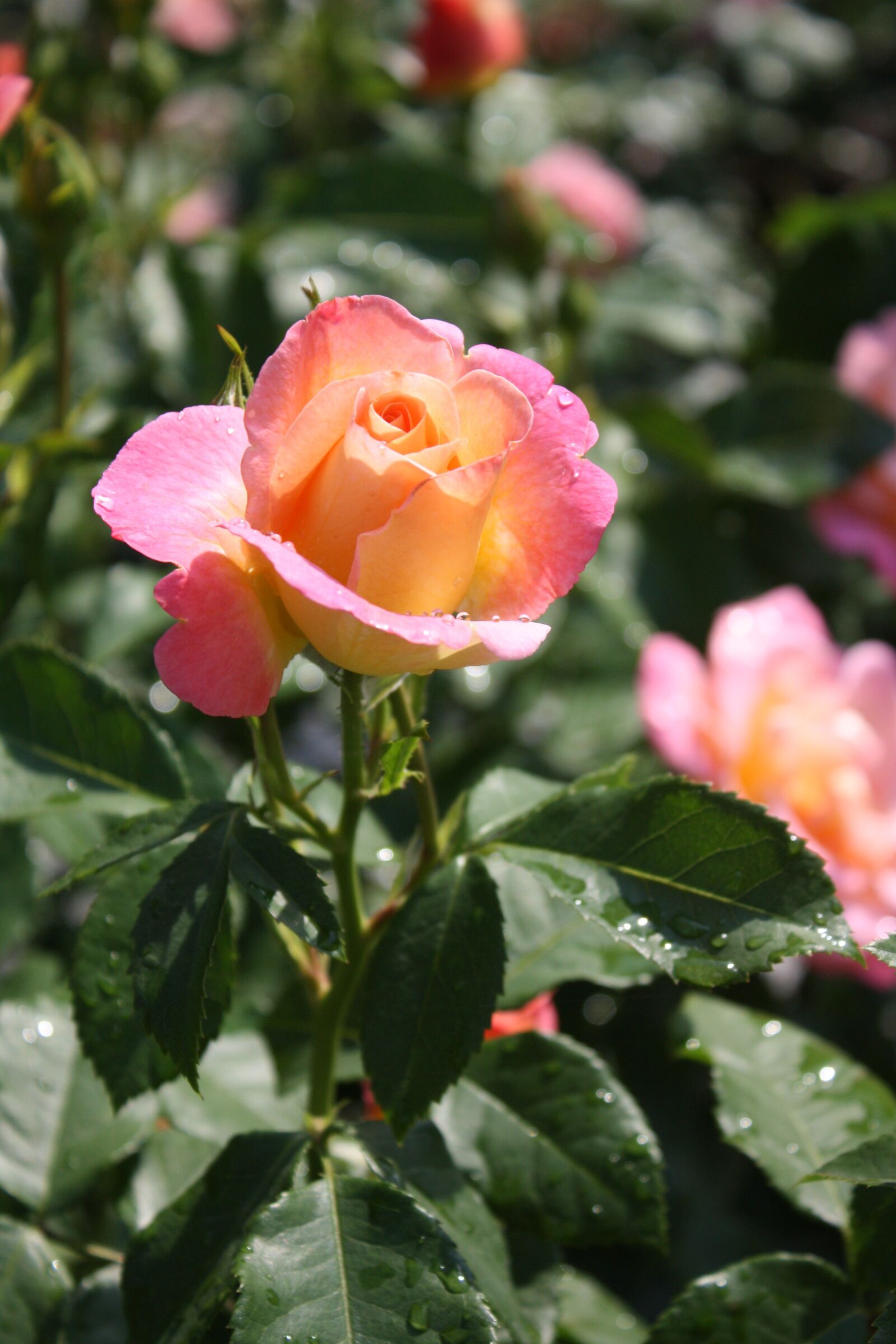 Canon EOS 1000D (EOS Digital Rebel XS / EOS Kiss F) sample photo. Mainau, rose, rose bloom photography