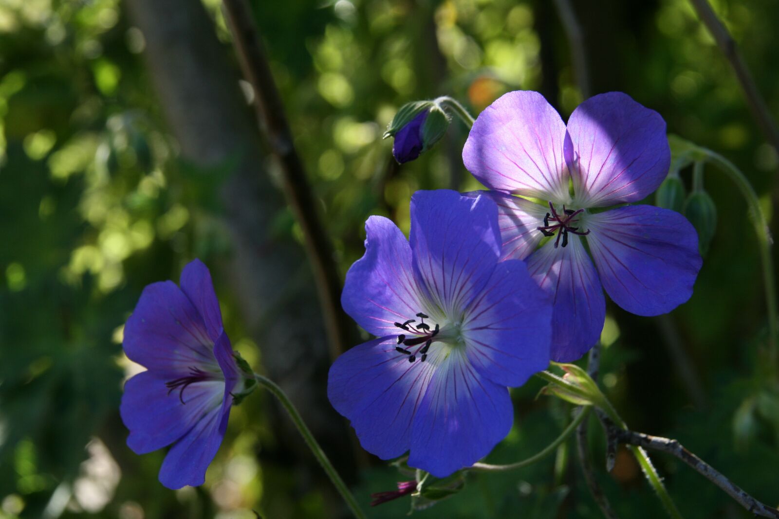 Canon EOS 400D (EOS Digital Rebel XTi / EOS Kiss Digital X) sample photo. Geranium, blue, flowers photography