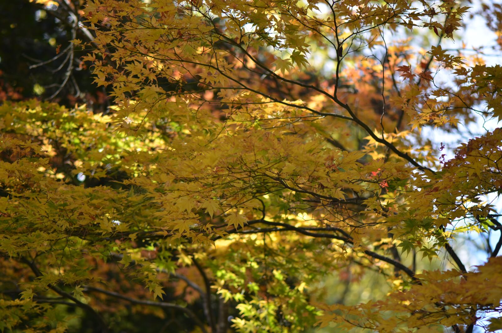 Nikon D7000 sample photo. Forest, landscape, leaves photography