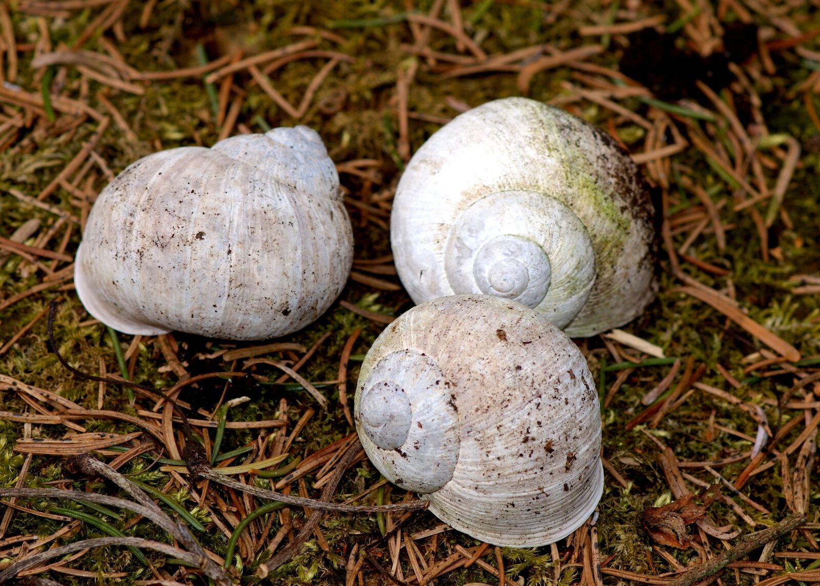 Sony Alpha DSLR-A350 sample photo. Shell, forest, play photography
