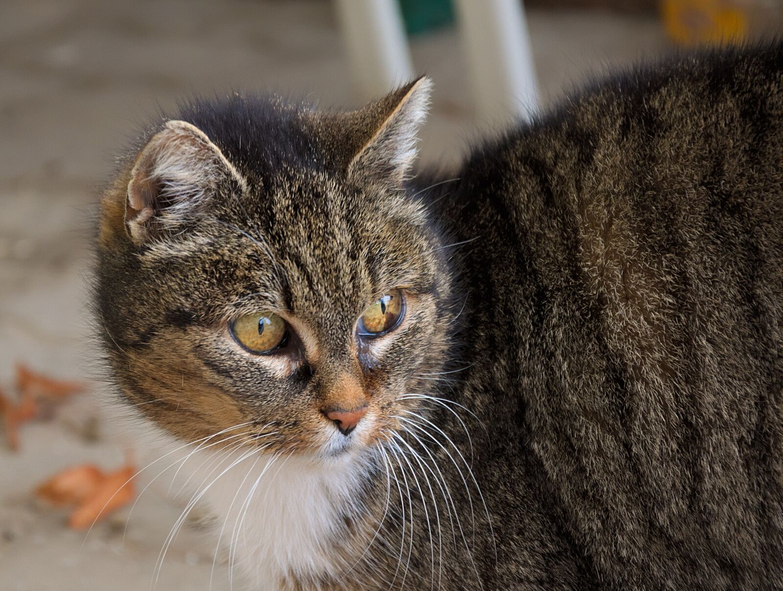 Nikon D3300 sample photo. Domestic cat, portrait, head photography