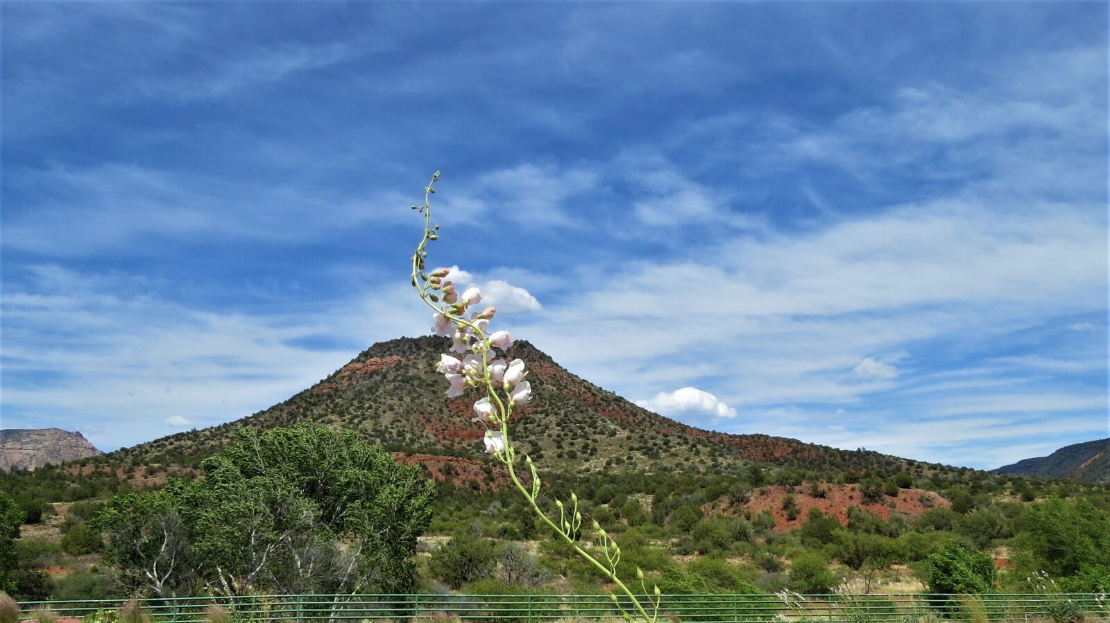 Canon PowerShot SX50 HS sample photo. Desert, sedona, flower photography