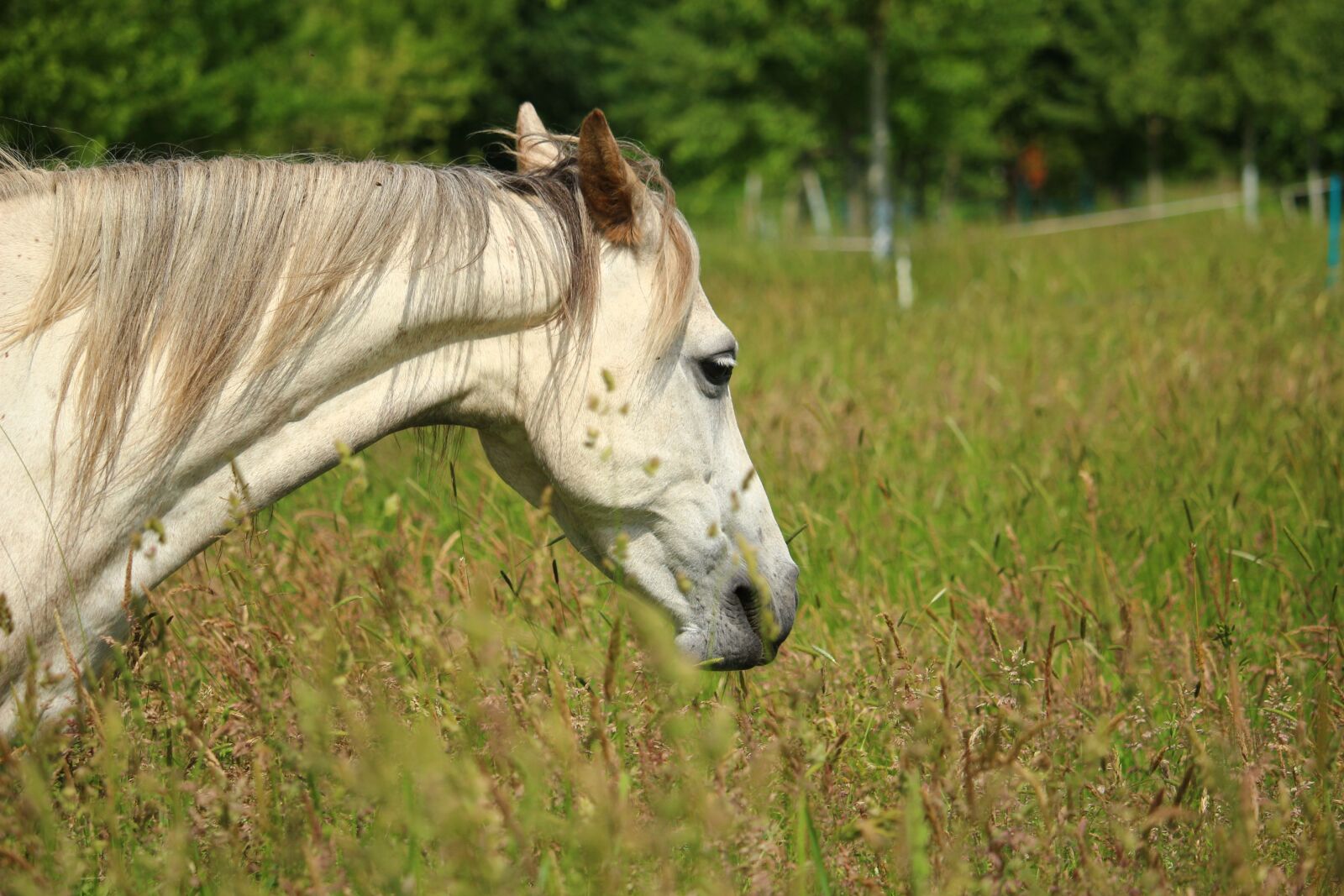 Canon EOS 100D (EOS Rebel SL1 / EOS Kiss X7) sample photo. Horse, mold, grass photography