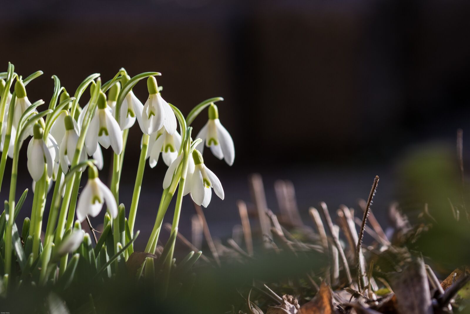 Canon EOS 7D Mark II sample photo. Snowdrop, spring, flowers photography