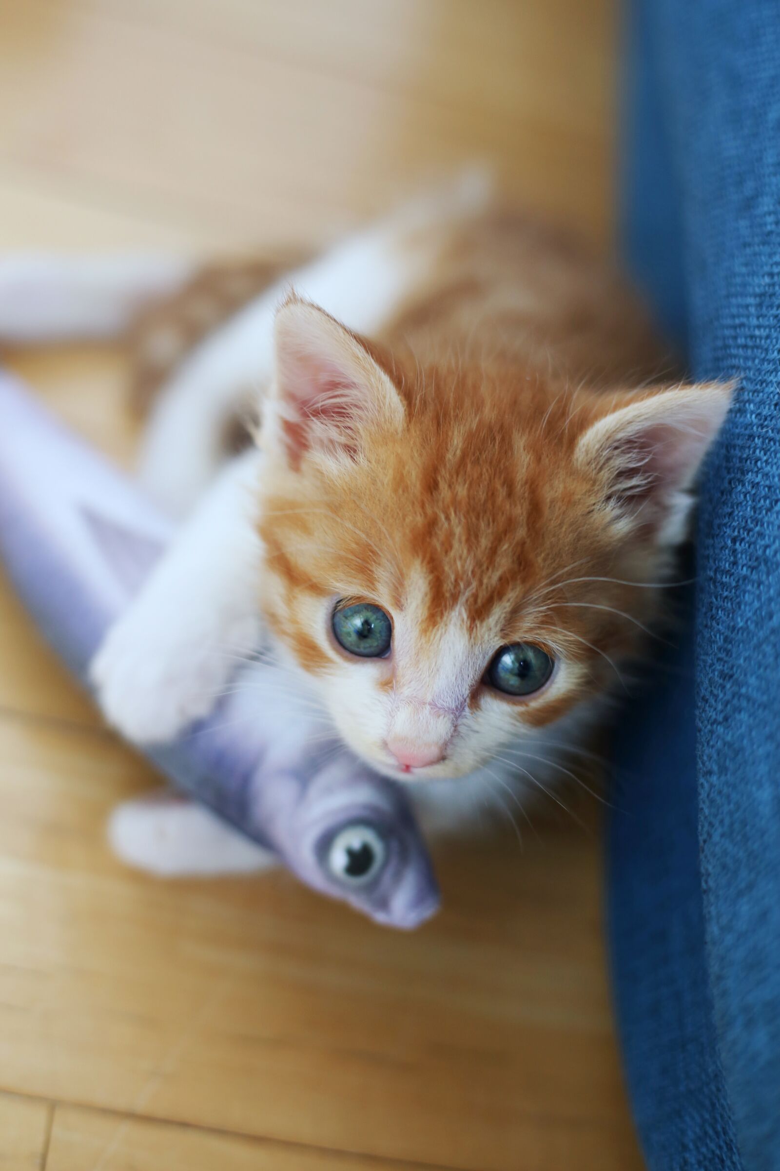 Canon EOS 6D + Canon EF 50mm F1.8 STM sample photo. Cat, baby cat, cute photography