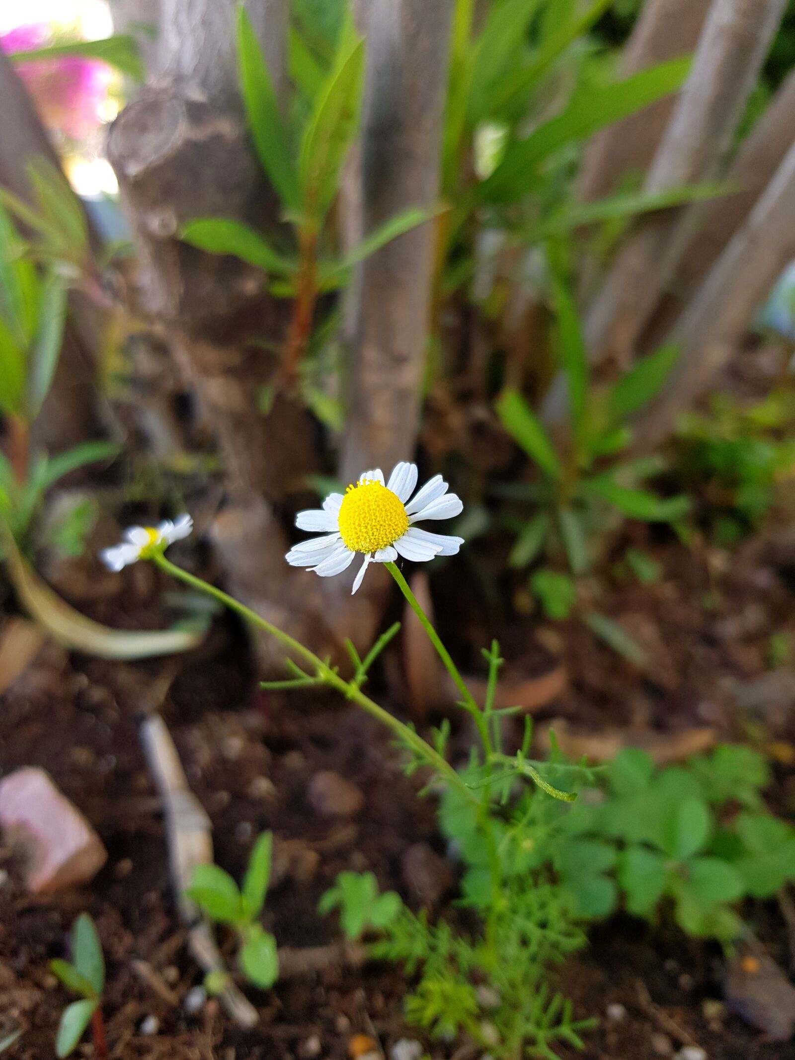 Samsung Galaxy S8+ sample photo. Daisy, yellow, white photography