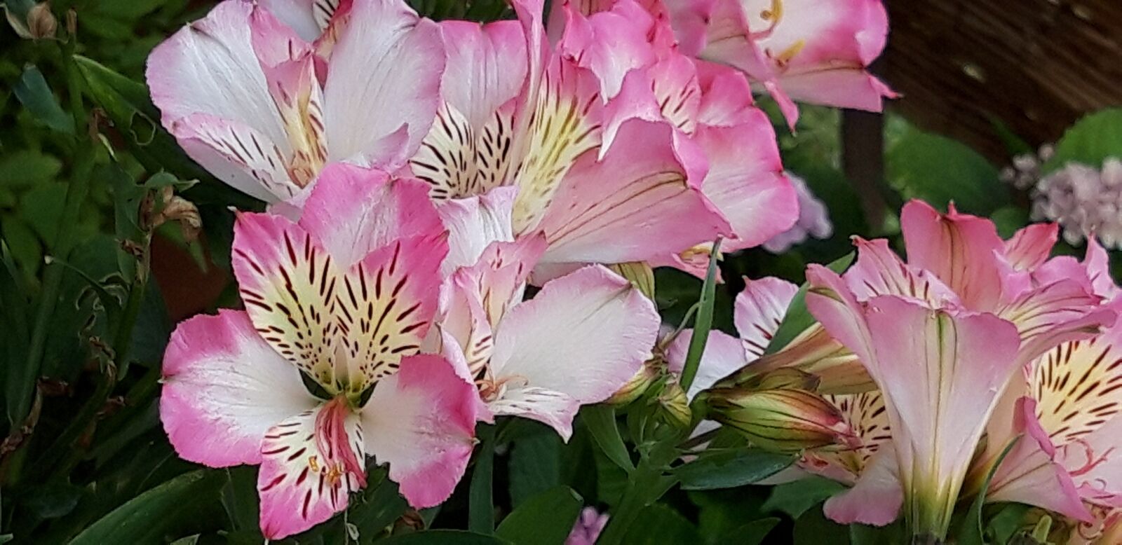 Samsung Galaxy A6 sample photo. Garden, flower, lys photography