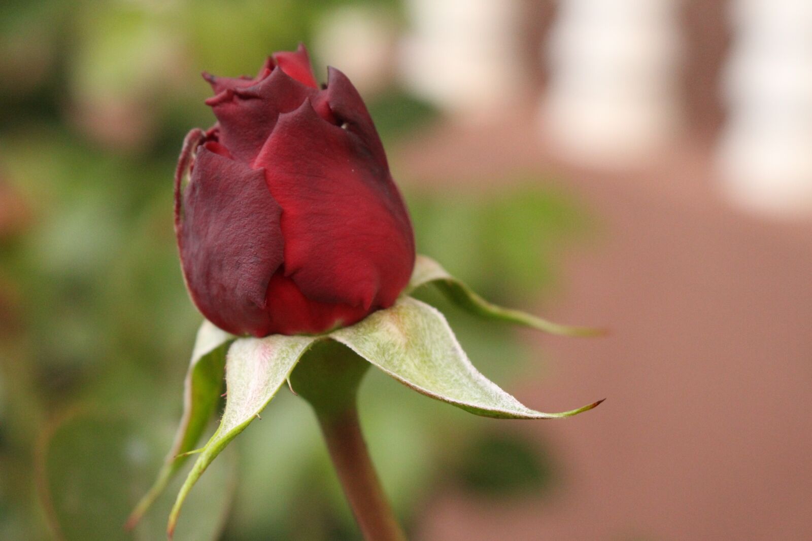 Canon EOS 700D (EOS Rebel T5i / EOS Kiss X7i) sample photo. Single, static, natural photography