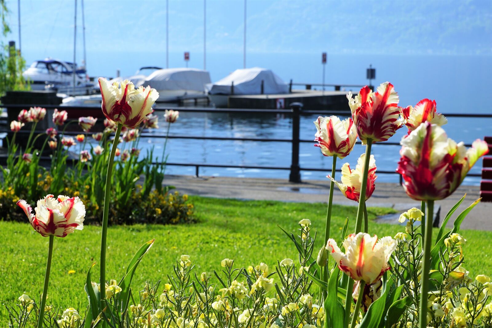 Sony ILCA-77M2 + Sony DT 16-50mm F2.8 SSM sample photo. Locarno, tulips, flowers photography