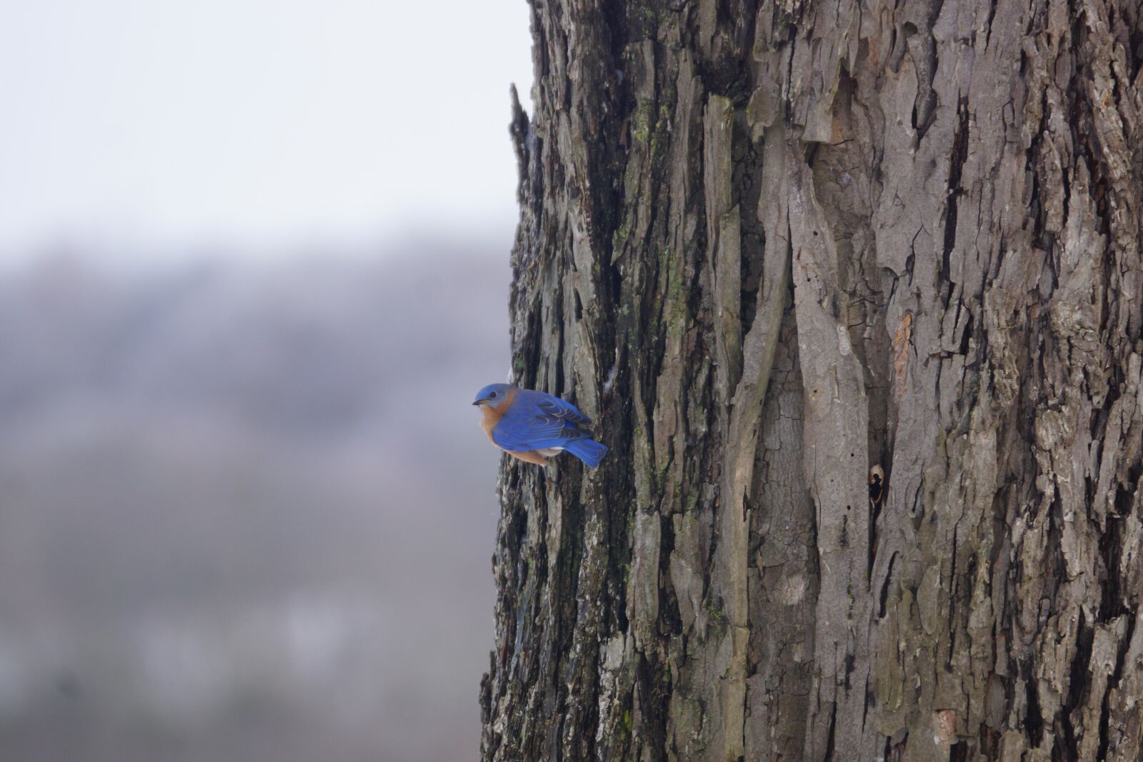 Sony SLT-A77 sample photo. Blue bird, tree, nature photography