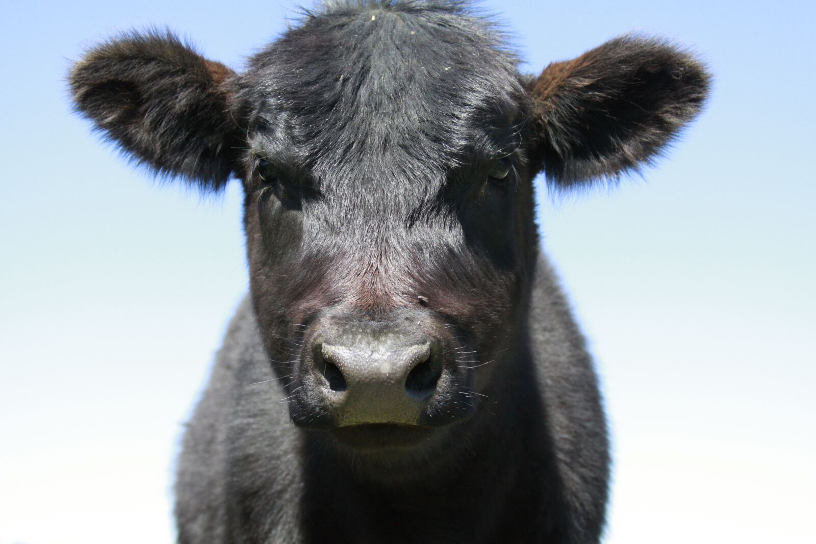 Canon EOS 50D sample photo. Cow, bovine, cow head photography