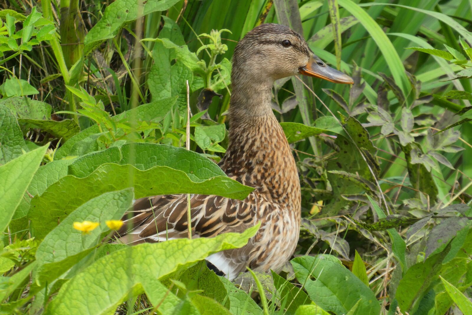 Panasonic Lumix DC-ZS70 (Lumix DC-TZ90) sample photo. Duck, grass, ditch photography