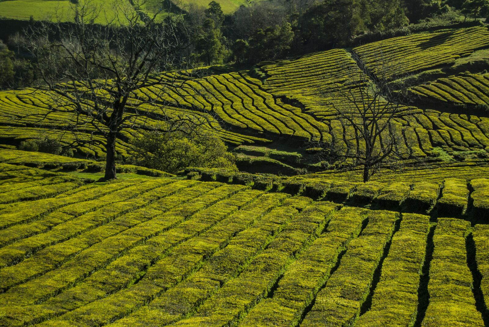 Nikon D3000 sample photo. Plantation, tea, green photography