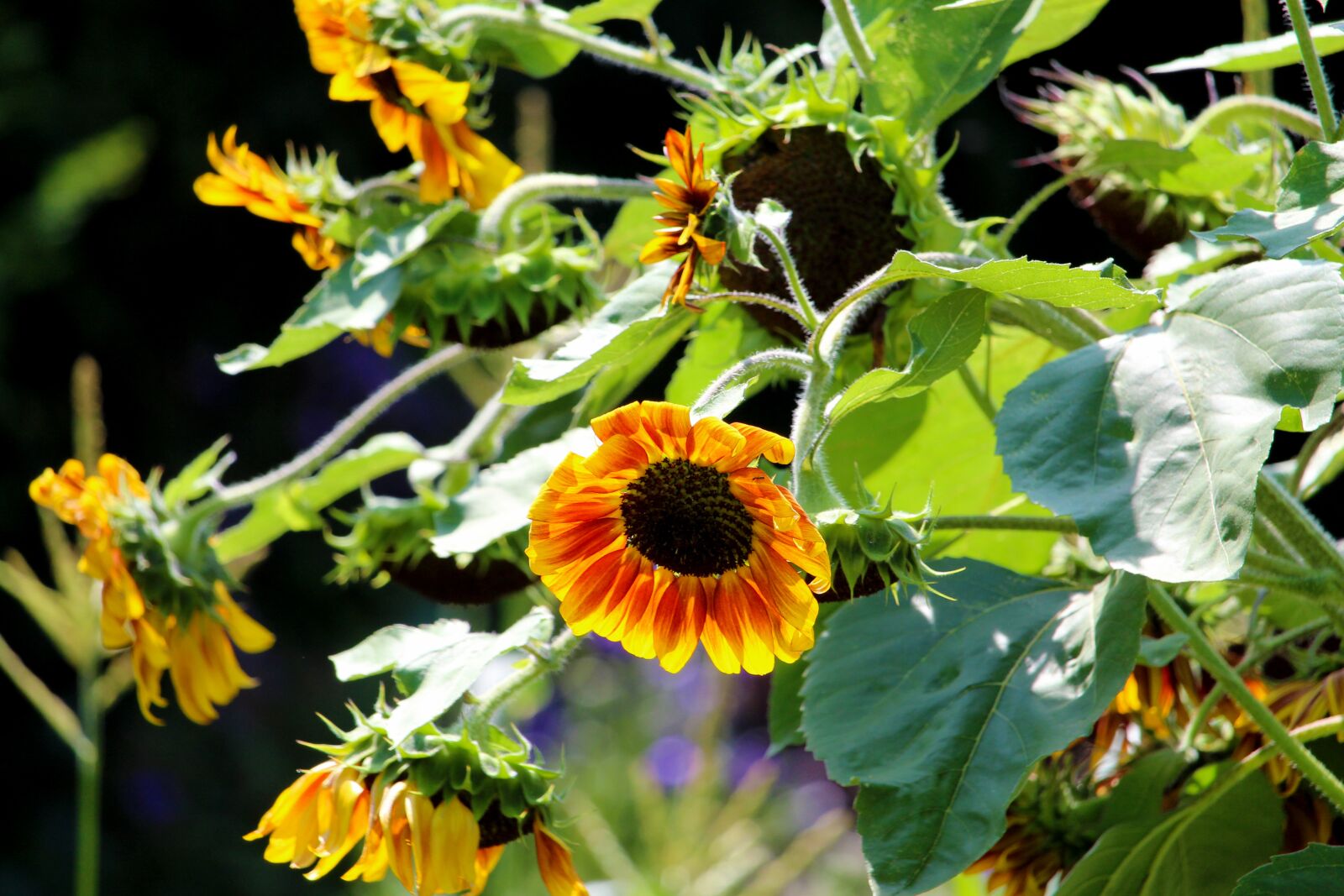 Canon EF-S 55-250mm F4-5.6 IS STM sample photo. Sunflower, summer, plant photography