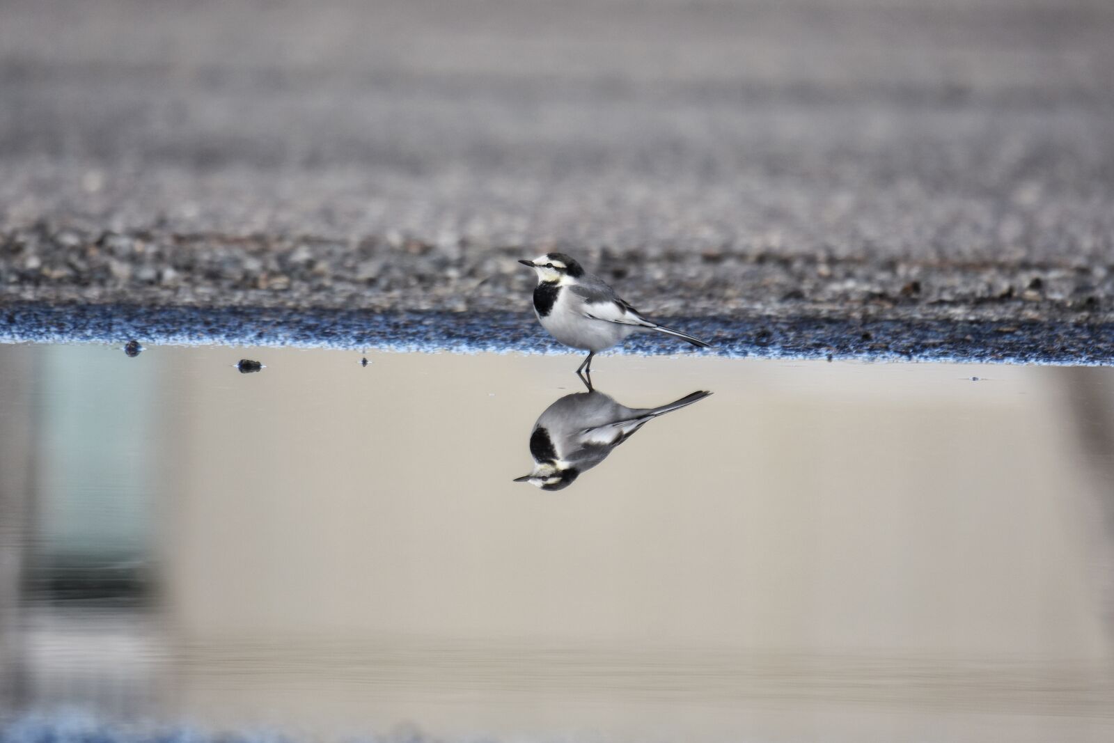 Nikon D7200 sample photo. Animal, bird, wild birds photography