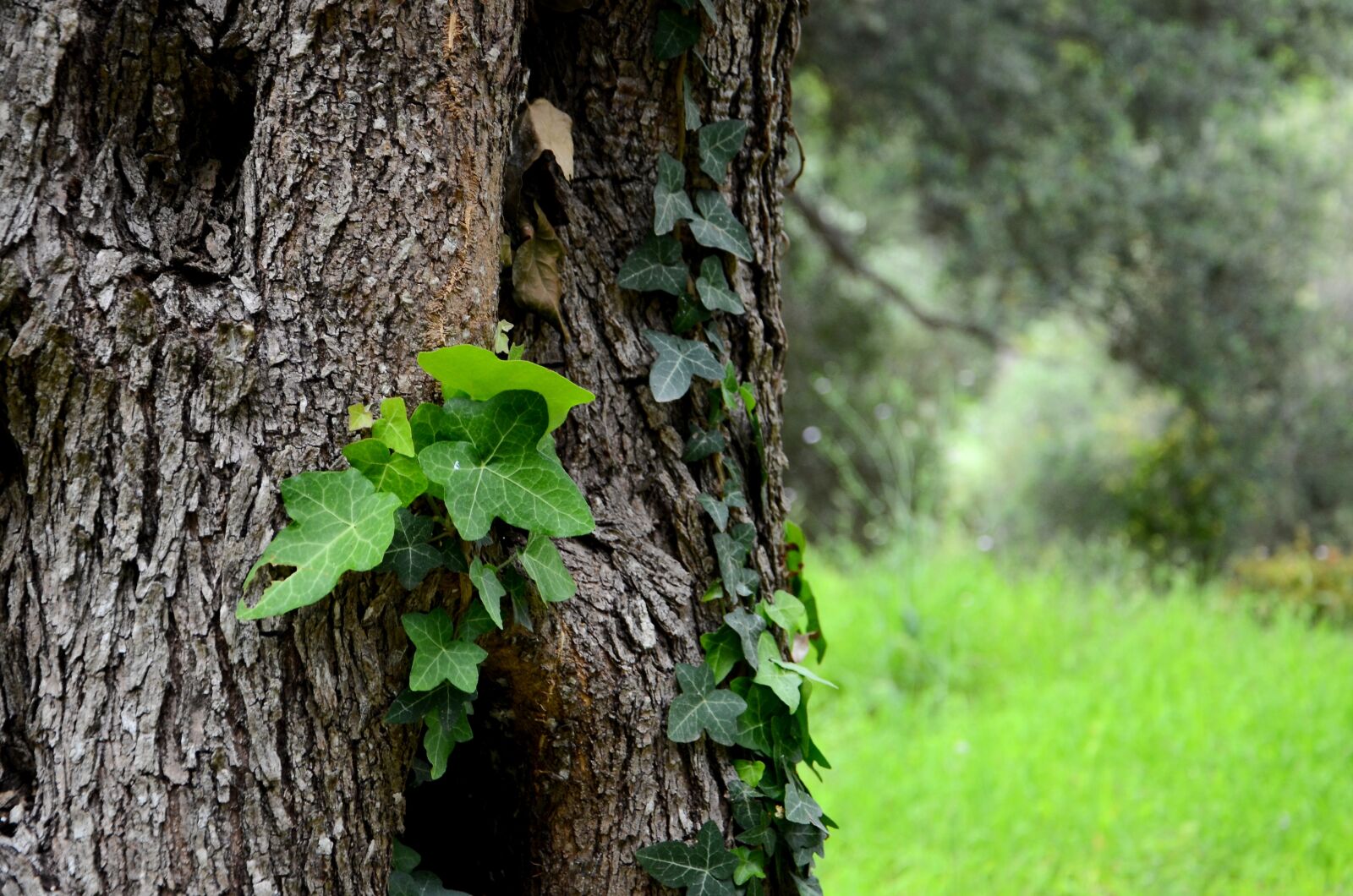 Nikon D7000 sample photo. Ivy, tree, the background photography