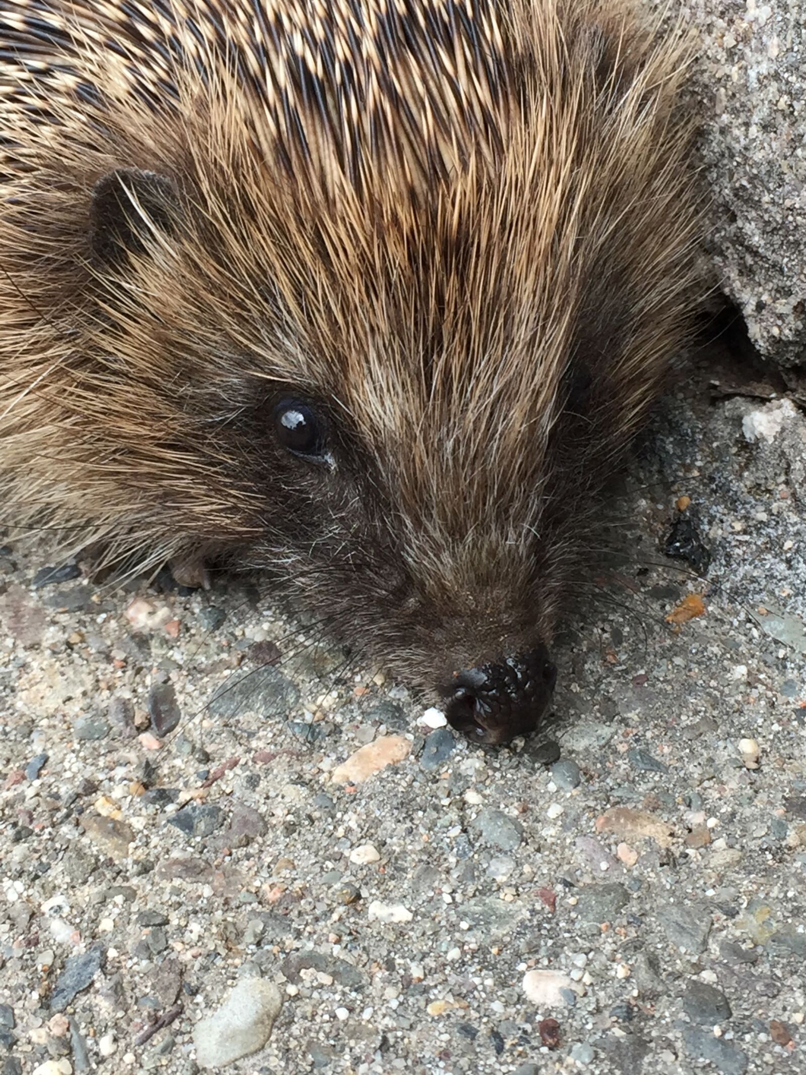 iPhone 6 Plus back camera 4.15mm f/2.2 sample photo. Hedgehog, animal, mammal photography