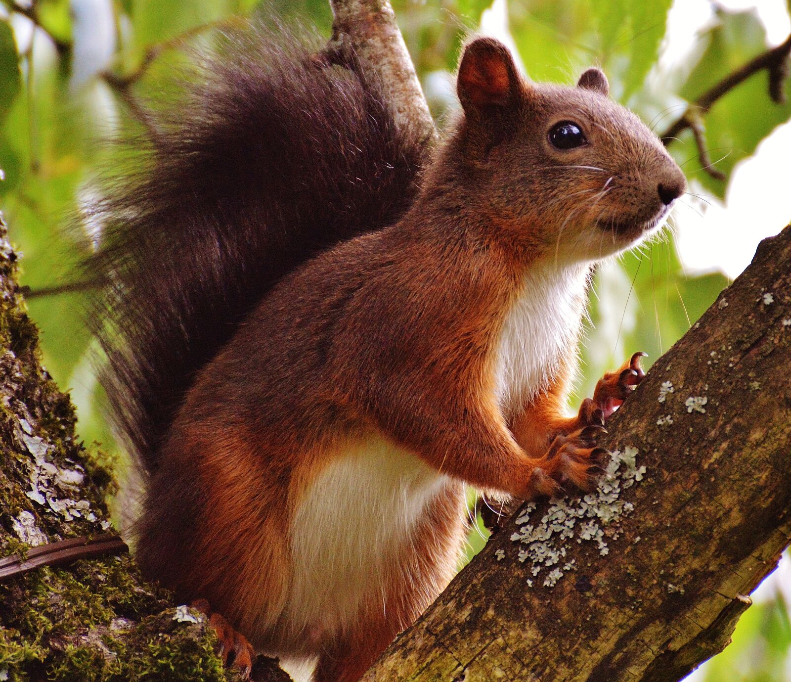 Nikon D3200 sample photo. Squirrel, nager, cute photography