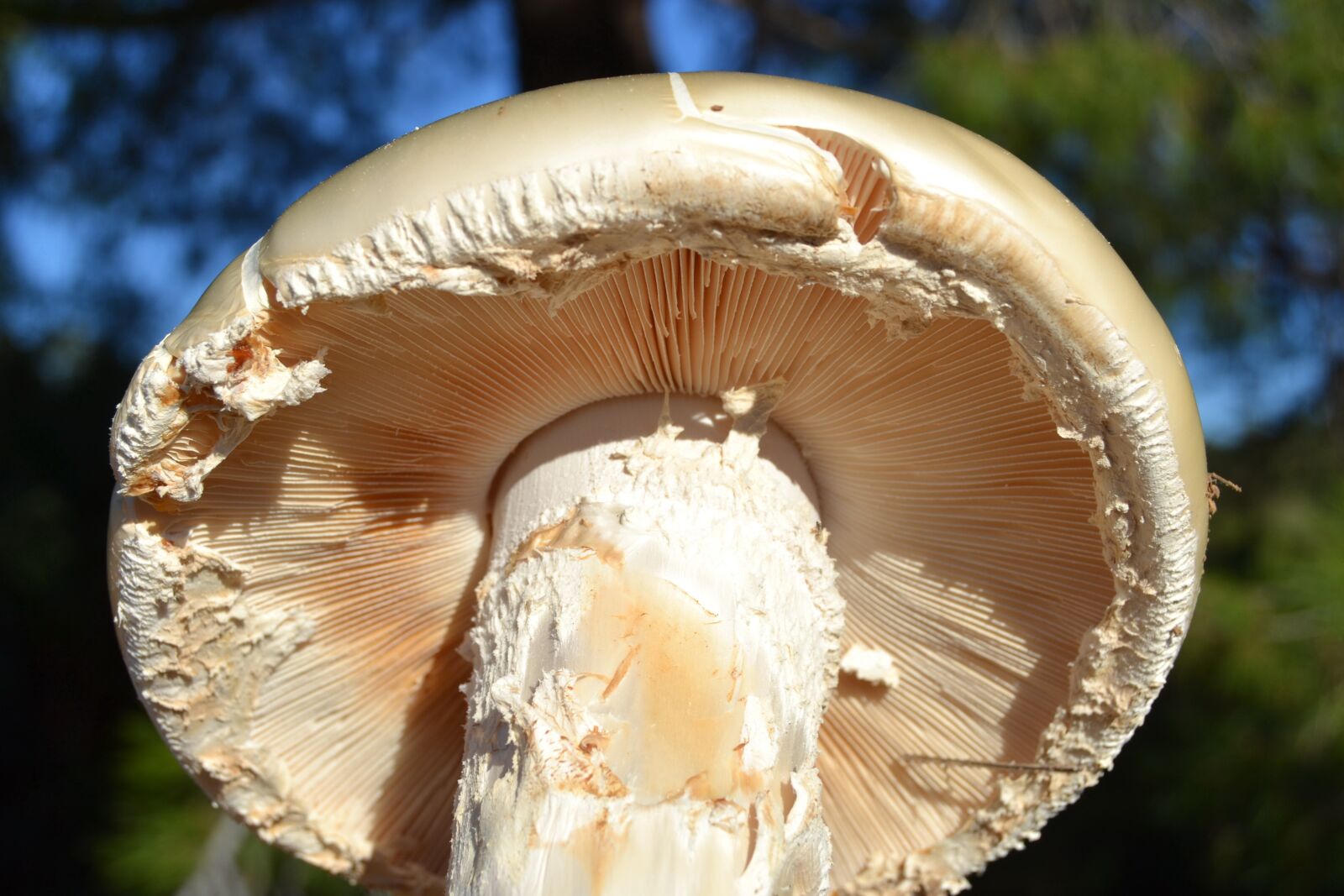 Nikon D3100 sample photo. Plant, nature, mushroom photography