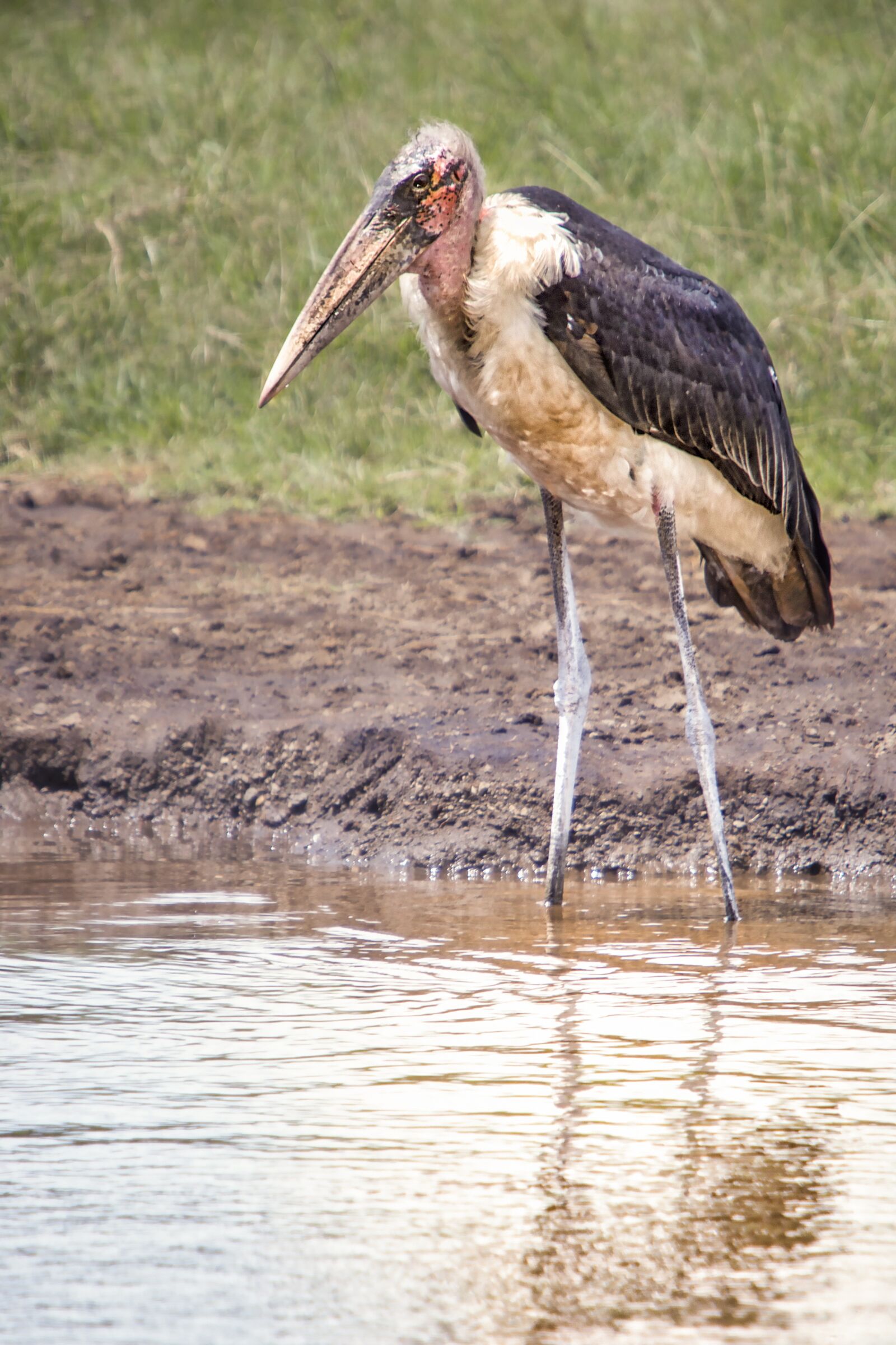 Nikon D3S sample photo. Stork, bird, marabou photography