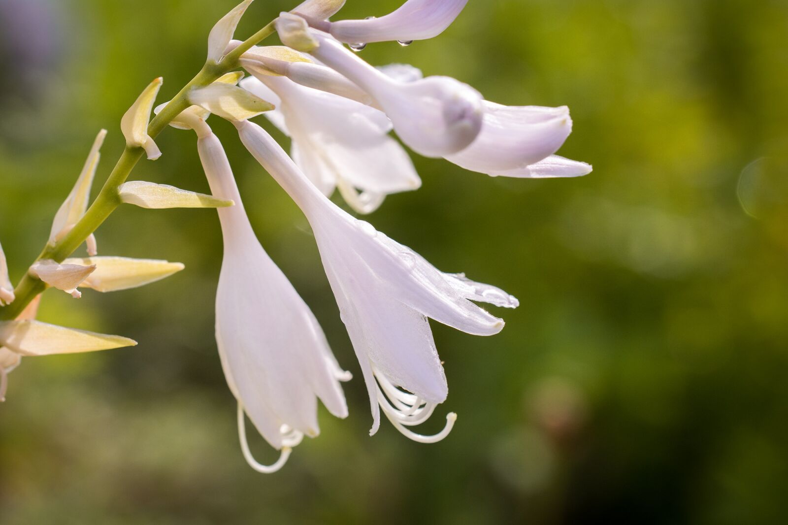 Nikon D7100 sample photo. Plantain lily, sweetheart lily photography