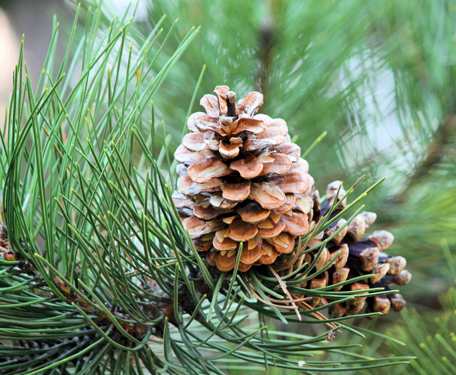 Canon EOS 550D (EOS Rebel T2i / EOS Kiss X4) sample photo. Cone, tree, pine photography