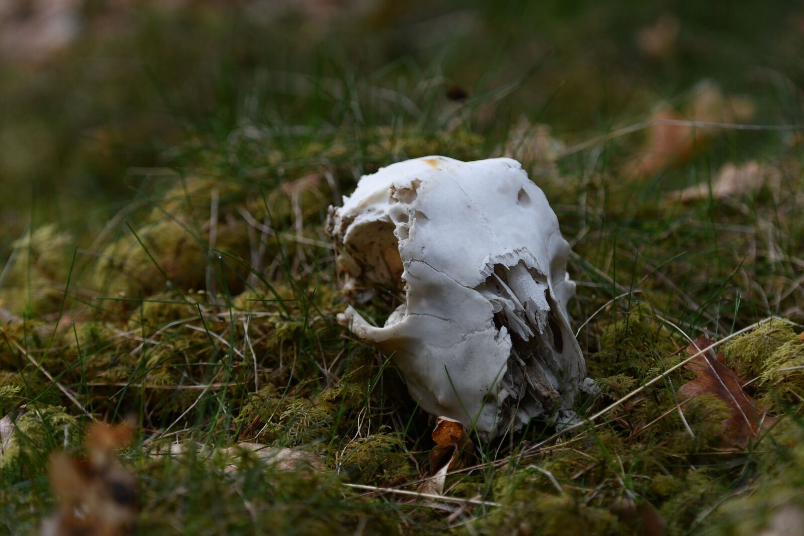 Nikon D7500 sample photo. Nature, animal life, animals photography