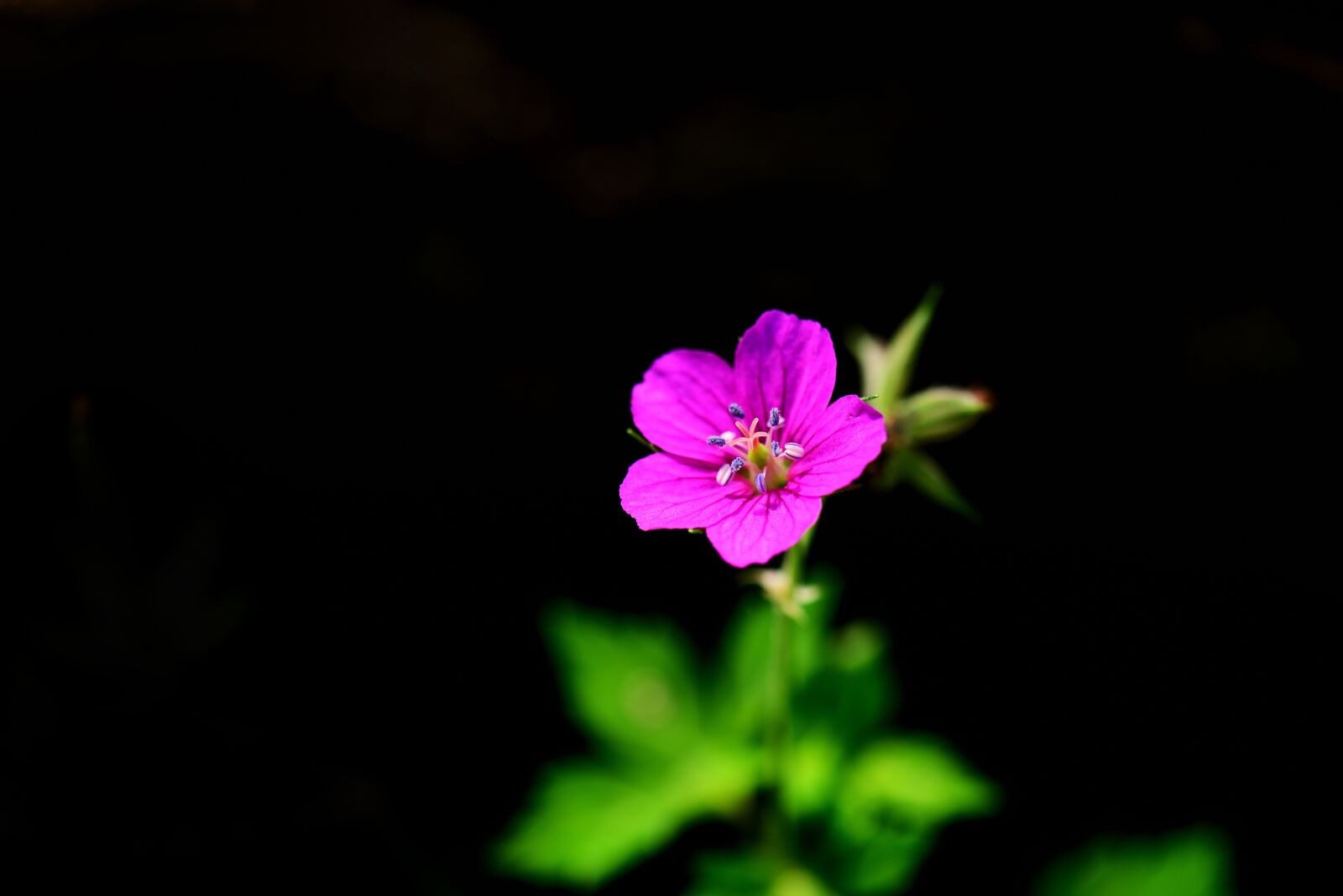 Nikon D800 sample photo. Autumnal, plant, thunberg's geranium photography