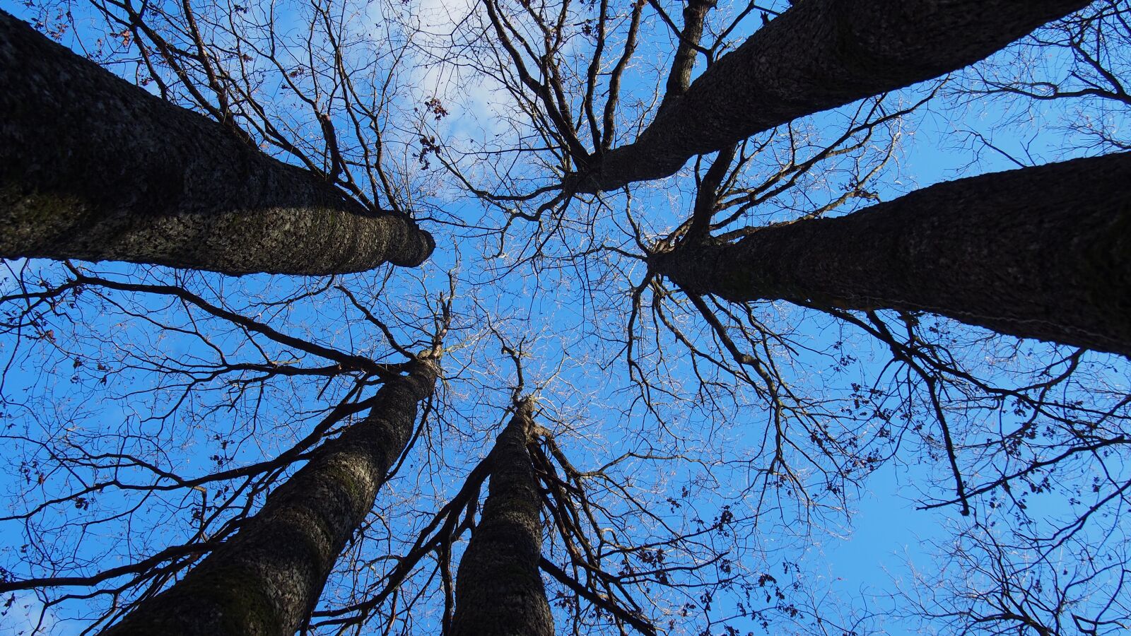 Olympus PEN E-PL6 sample photo. Tree, nature, forest photography