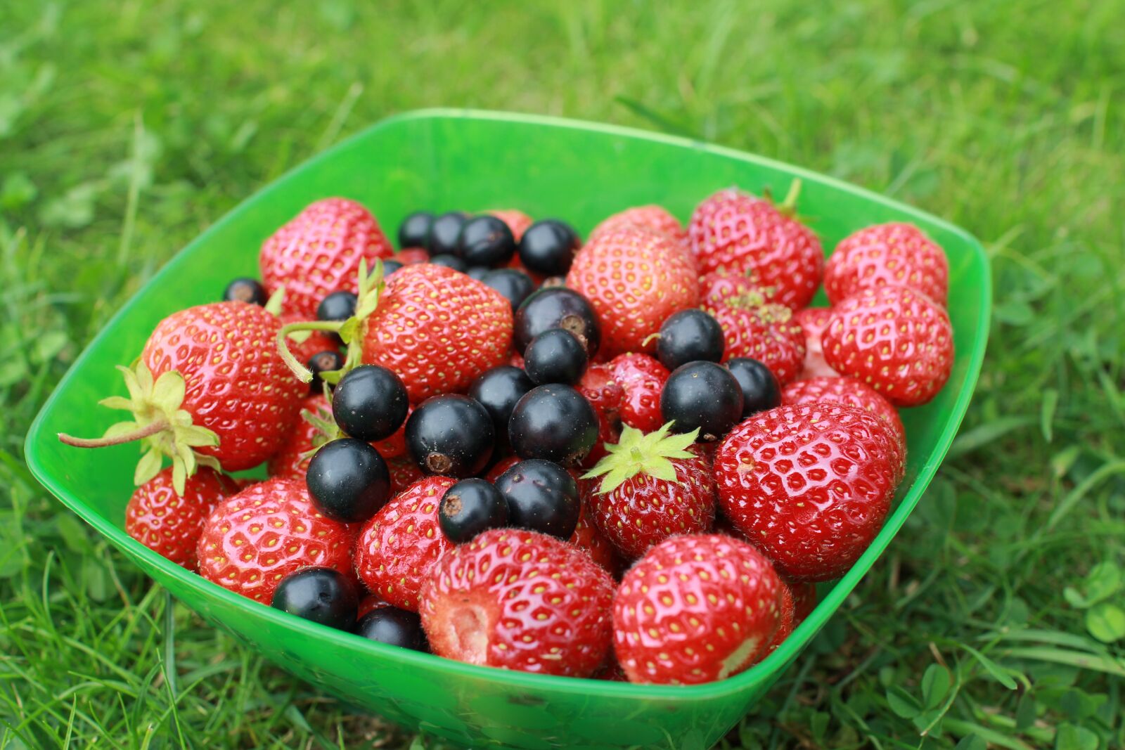 Canon EOS 60D sample photo. Strawberry, currant, dacha photography