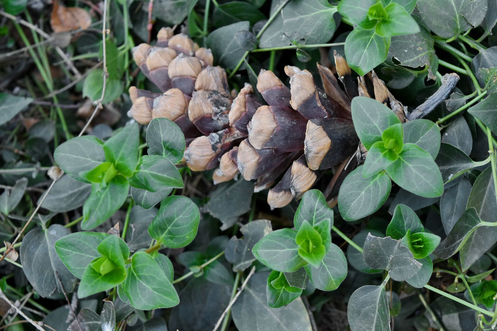 Nikon D5500 sample photo. Conifer, green grass, ivy photography