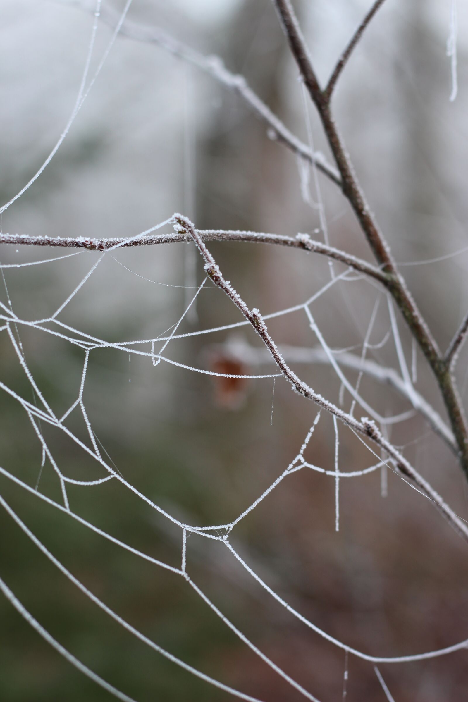 Canon EOS 700D (EOS Rebel T5i / EOS Kiss X7i) + Canon EF 50mm F1.8 II sample photo. Spider web, tree, wood photography