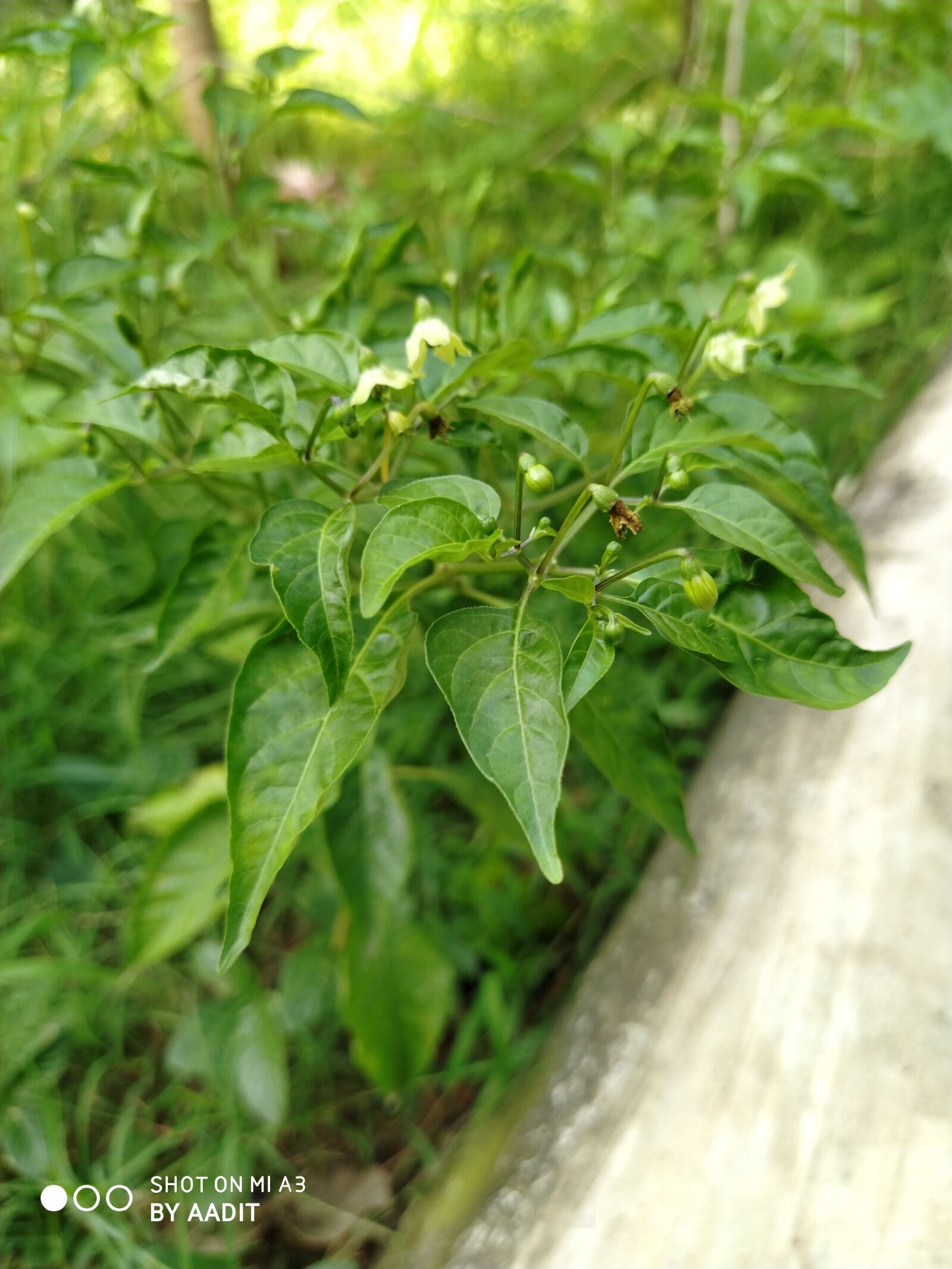 Xiaomi Mi A3 sample photo. Nature, leaf, beauty photography