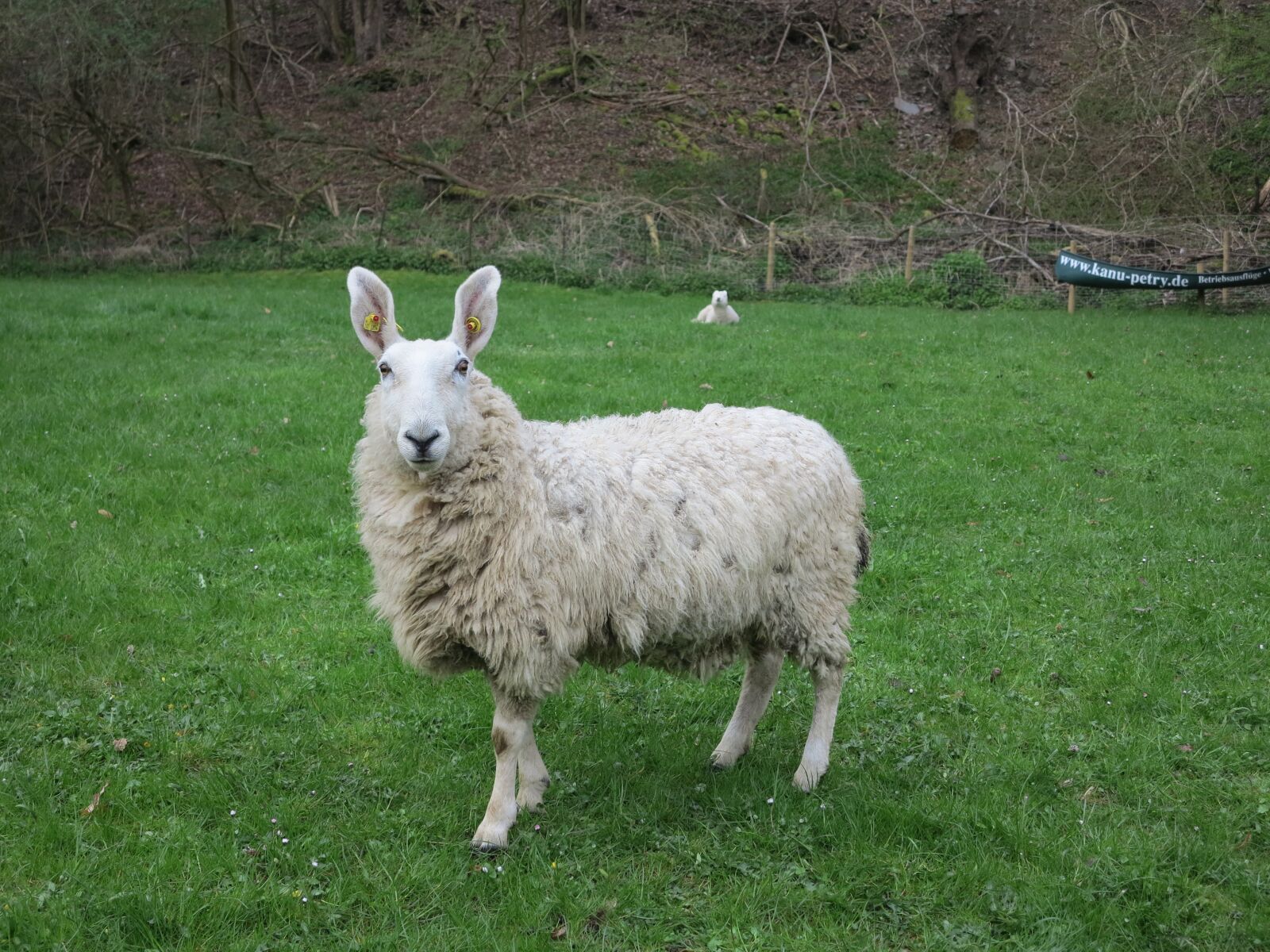 Canon PowerShot G1 X sample photo. Sheep, meadow, look photography