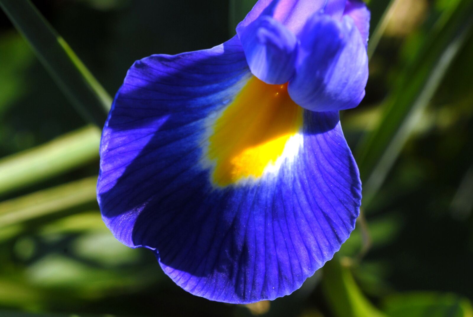Nikon D200 sample photo. Flora, flower, garden photography