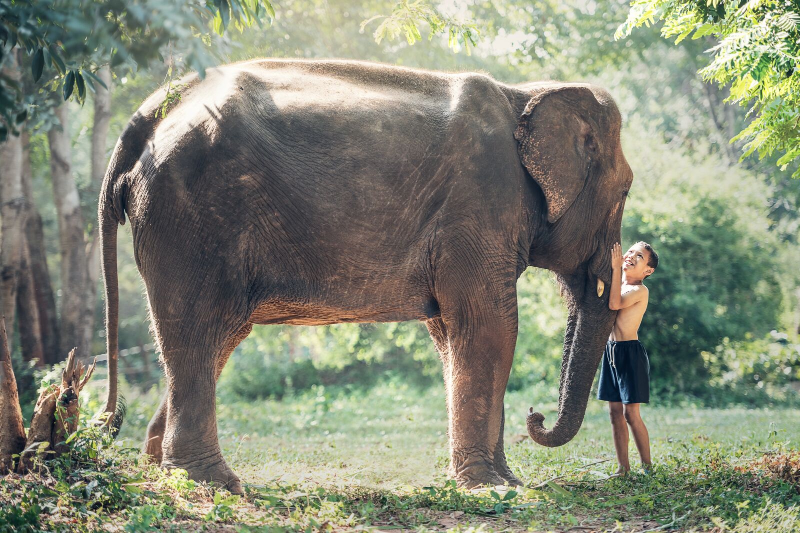 Nikon D810 sample photo. Elephant, cambodia, kid photography