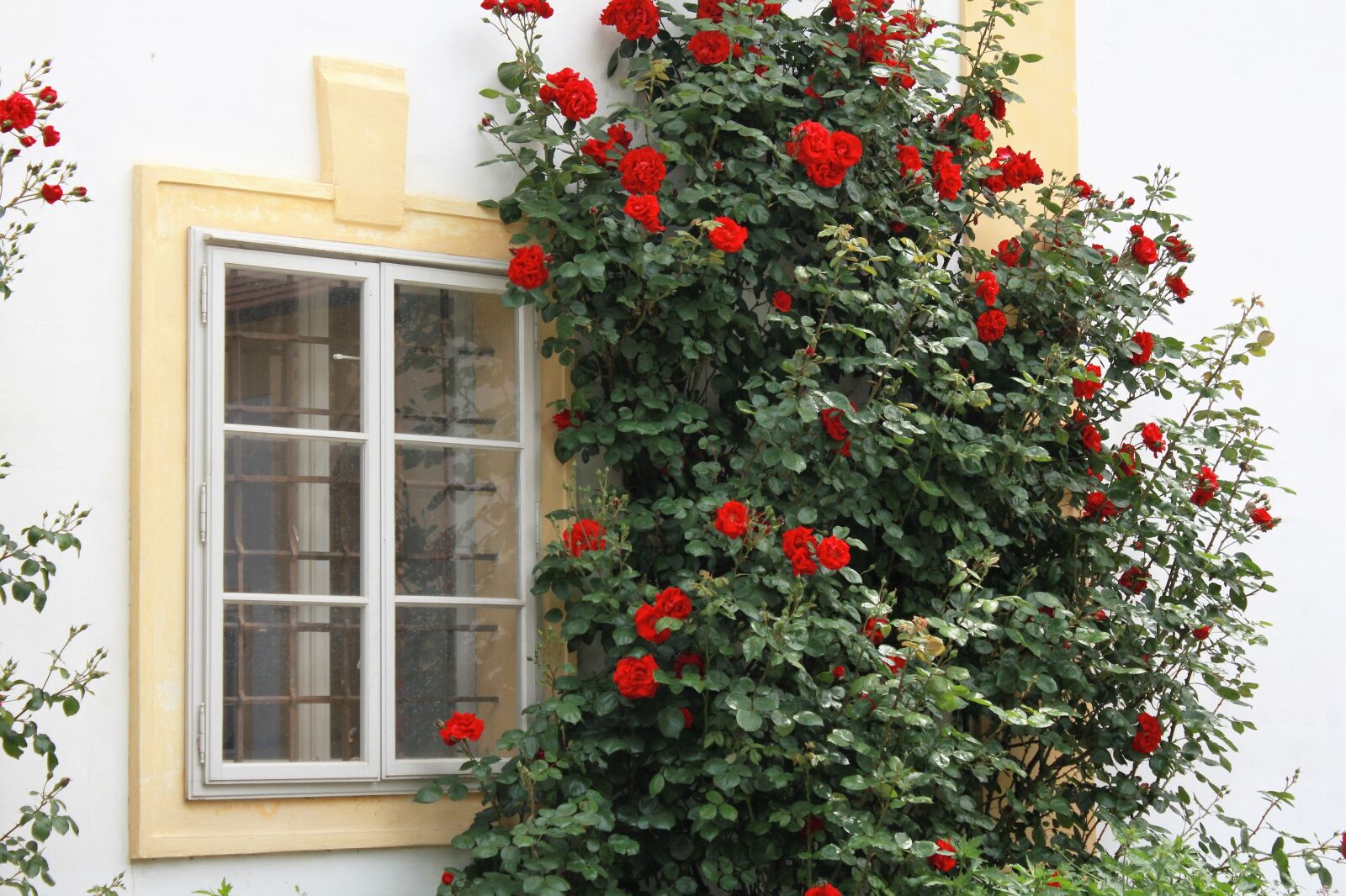 Canon EOS 550D (EOS Rebel T2i / EOS Kiss X4) sample photo. Window, view, climbing roses photography