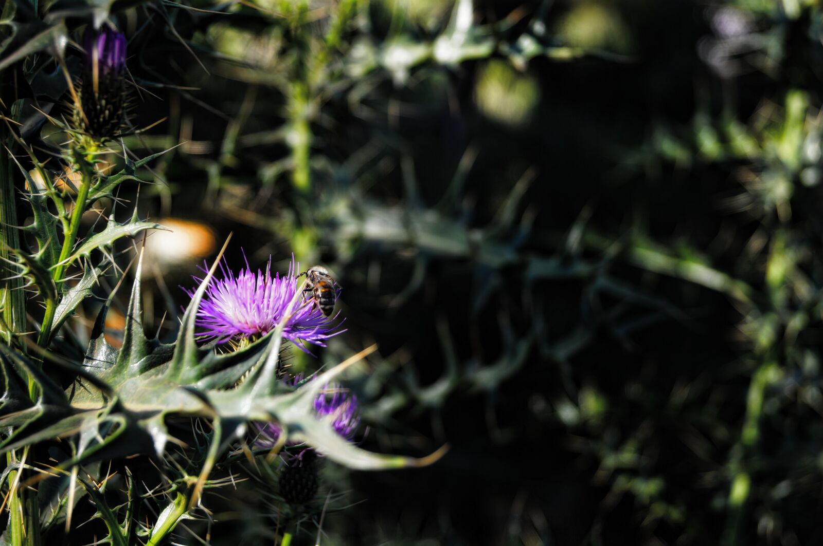 Sony SLT-A37 sample photo. Camping, nature, mount photography