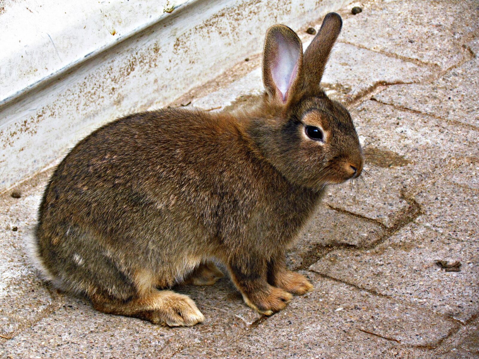 Canon PowerShot SX30 IS sample photo. Bunny, rabbit, animal photography