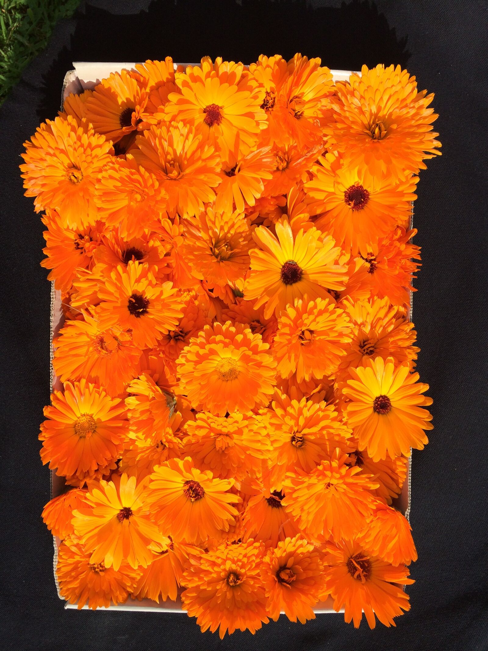 iPhone 5s back camera 4.12mm f/2.2 sample photo. Life, pleasure, marigold photography