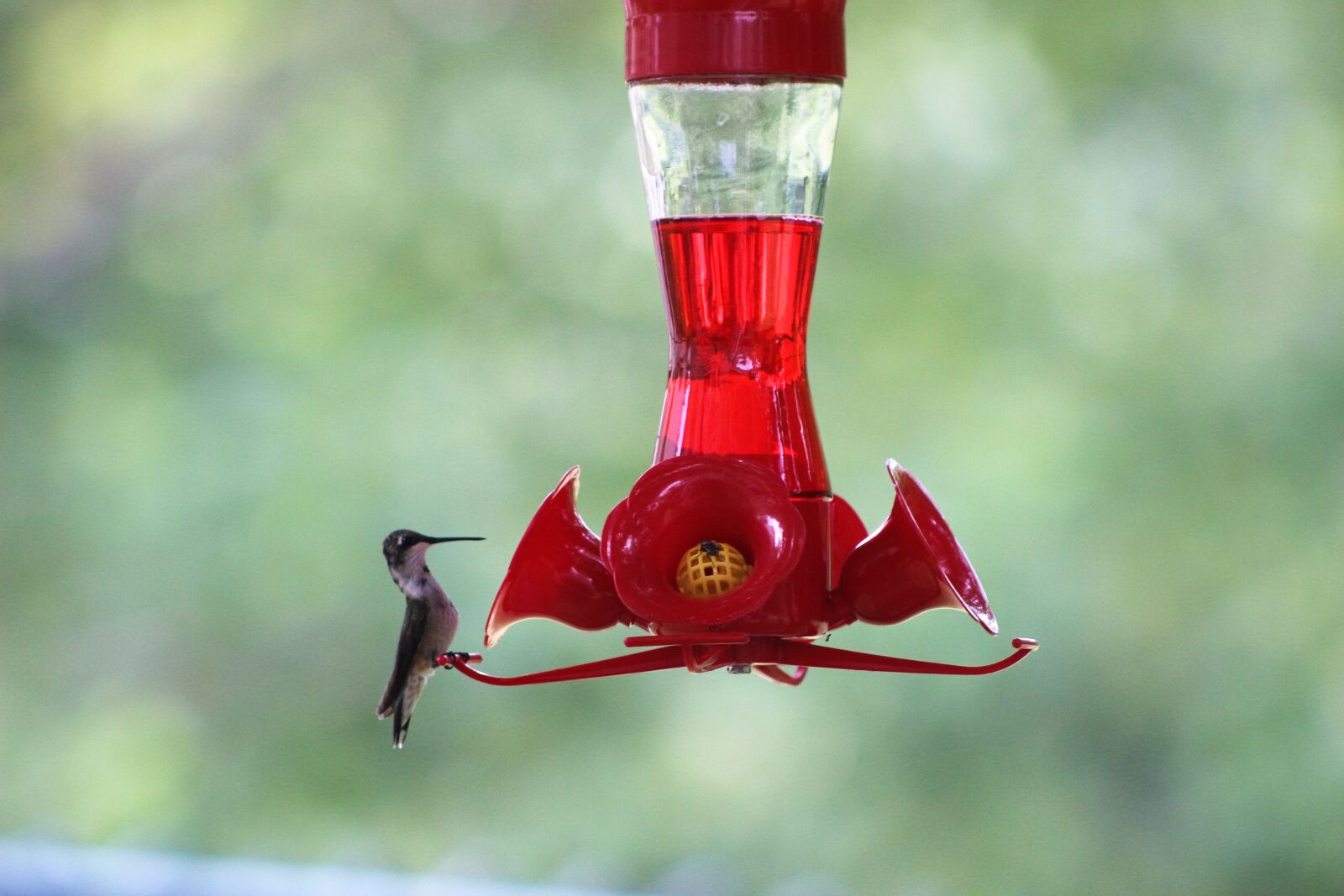 Canon EF 75-300mm f/4-5.6 sample photo. Hummingbird, bird, sugar eaters photography