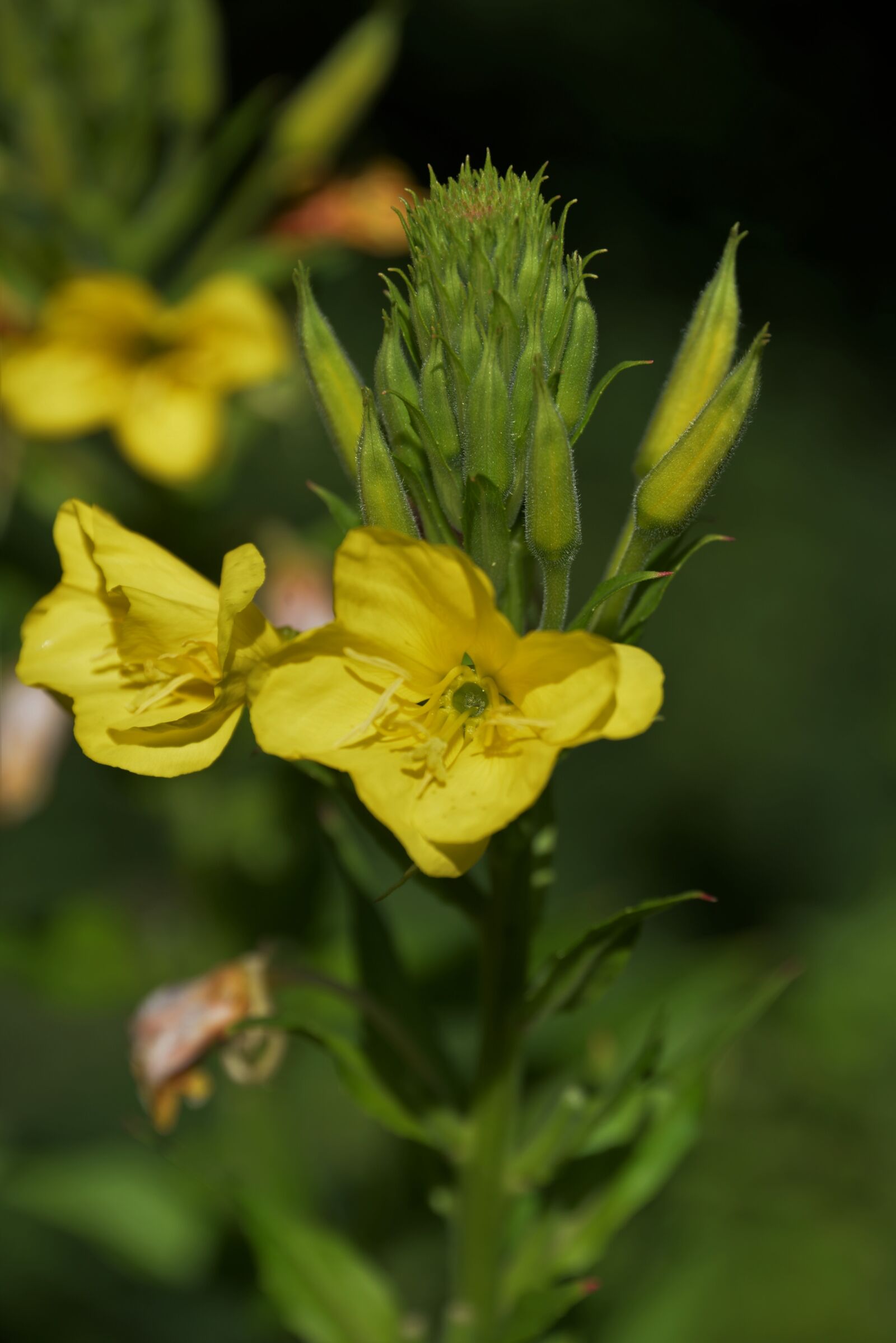 Nikon D610 sample photo. Barbara herb, blossom, bloom photography