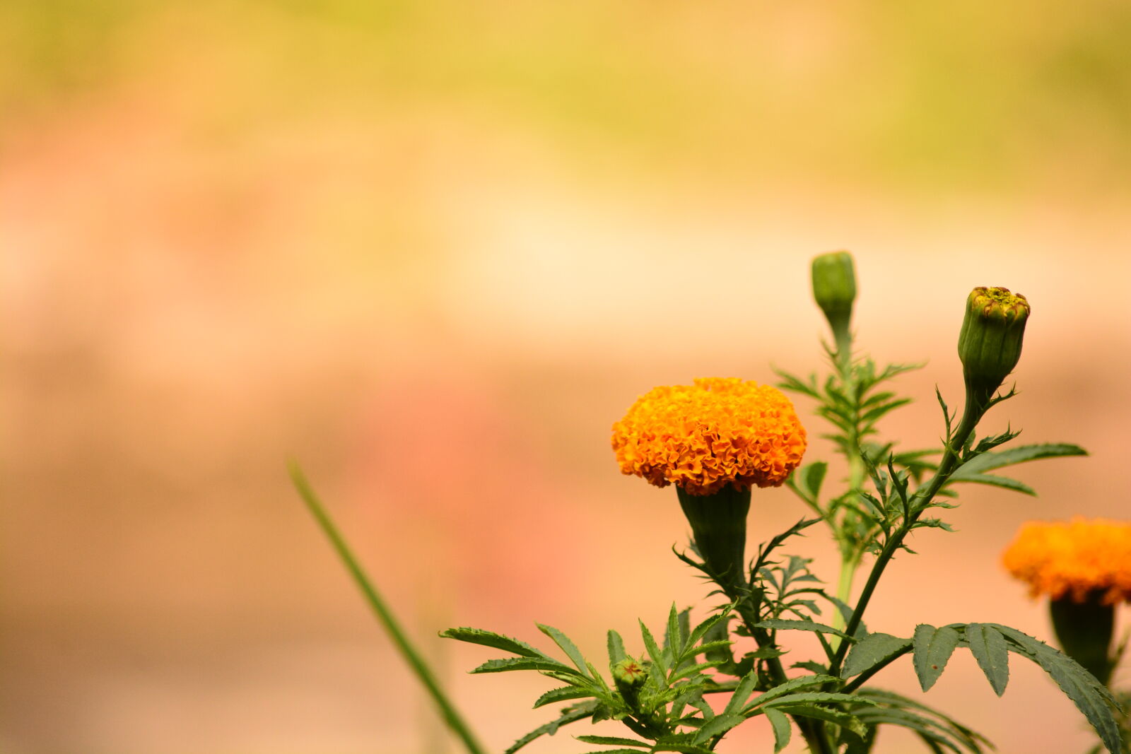 Nikon D7100 sample photo