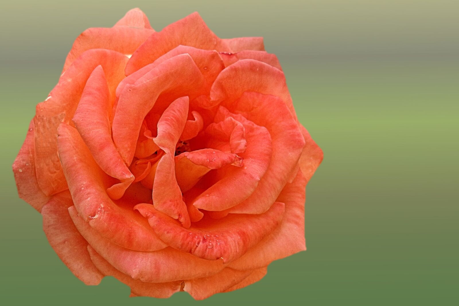 Nikon Coolpix P900 sample photo. Rose, orange, salmon photography