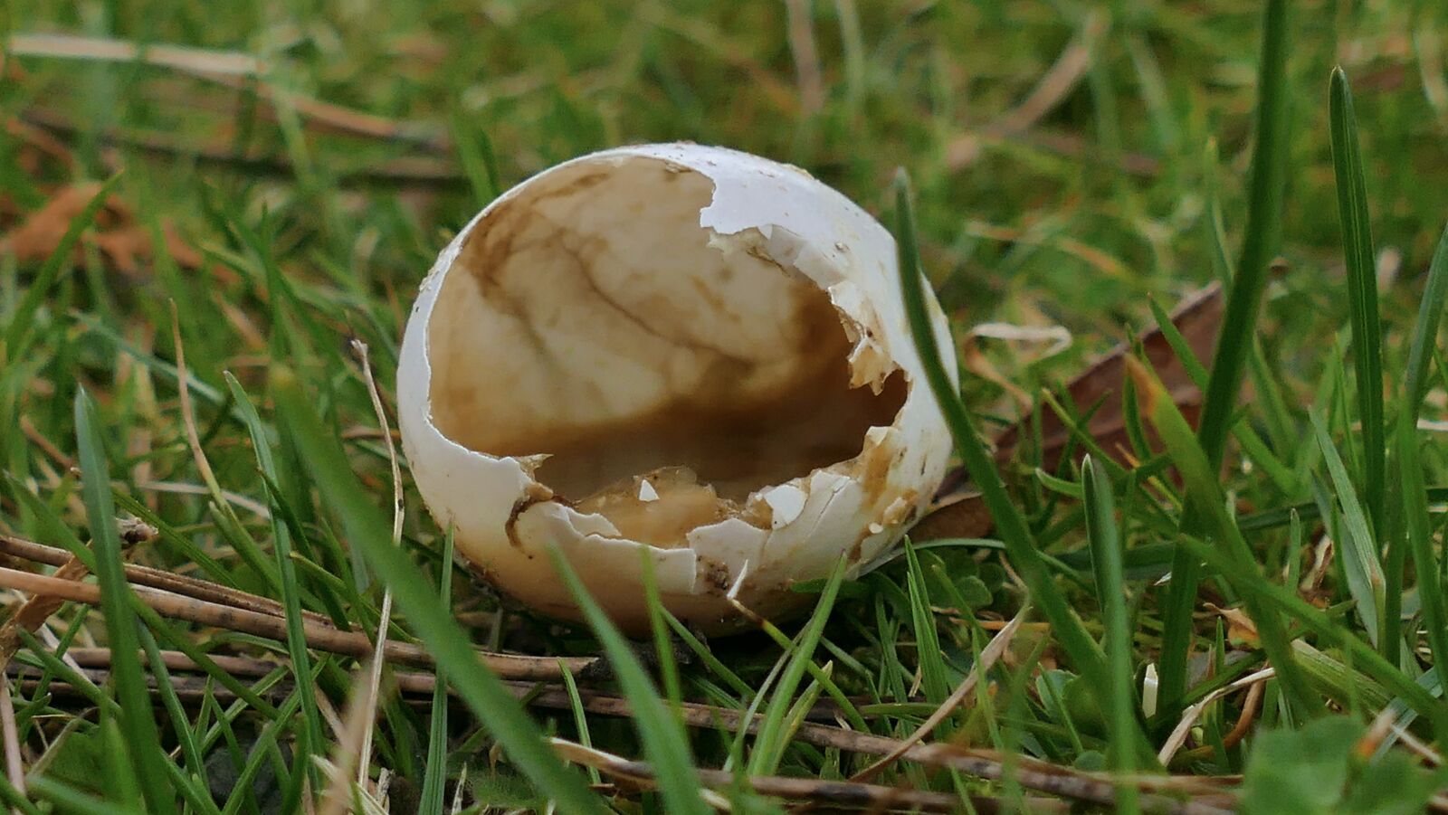 Panasonic Lumix DMC-FZ1000 sample photo. Egg, chick, bird photography