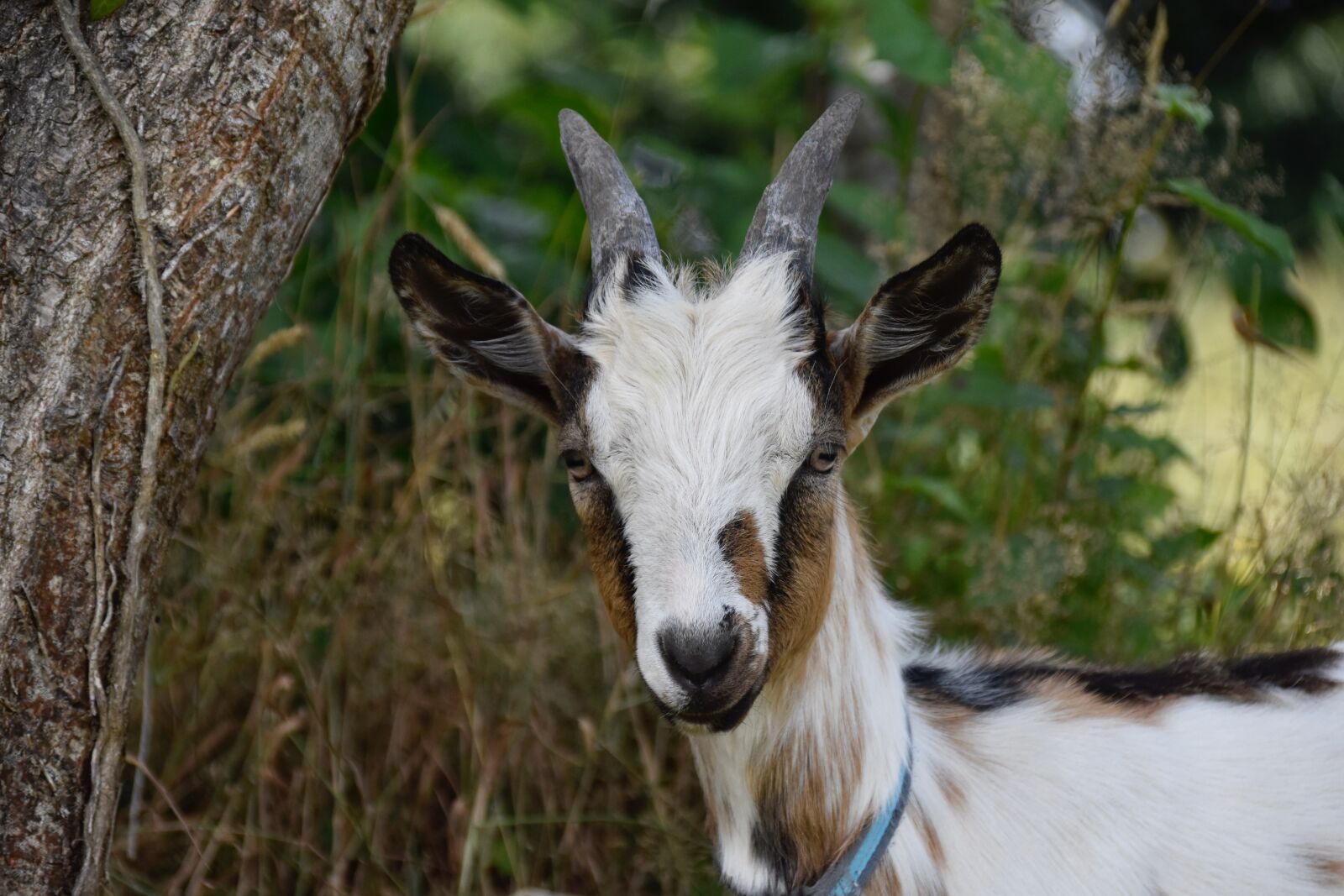 Nikon D5600 sample photo. Goat, goat p pito photography