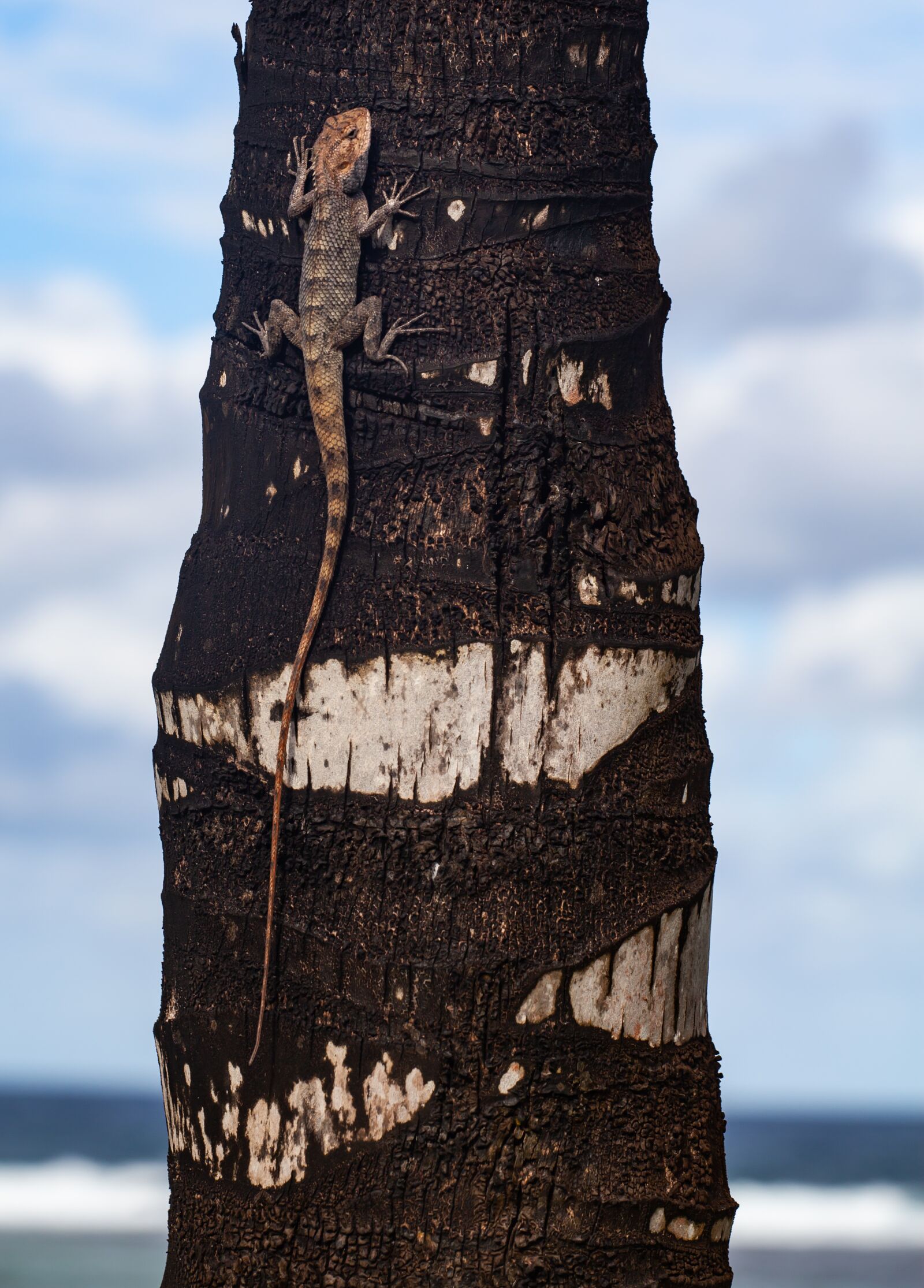 Canon EF 70-200mm F4L USM sample photo. Mauritius gecko, mauritius lizard photography