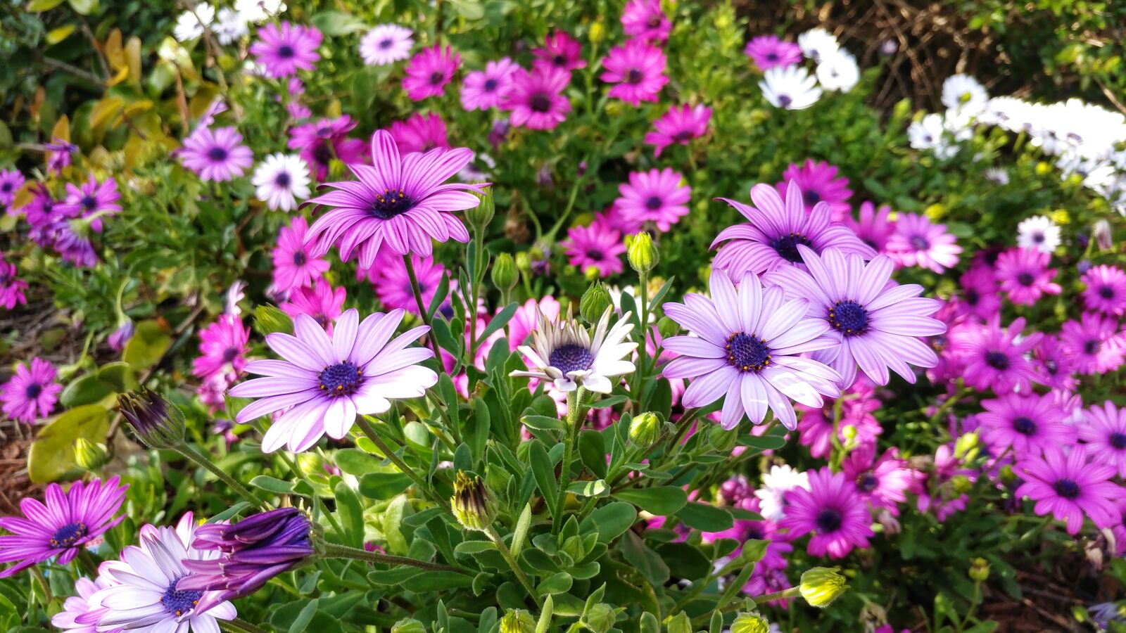 LG V20 sample photo. Wildflowers, purple, white photography